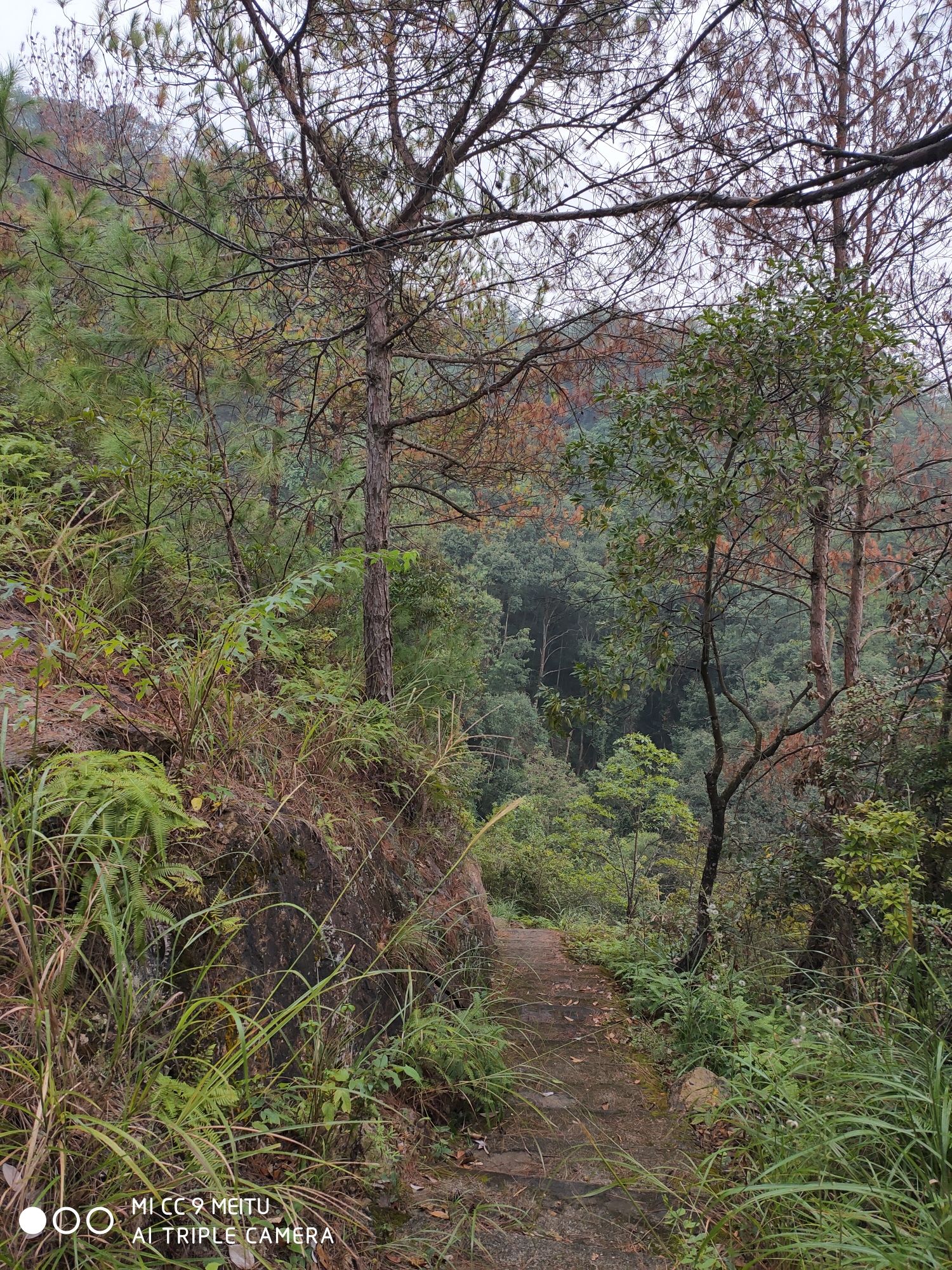 莲花岩旅行图片 1