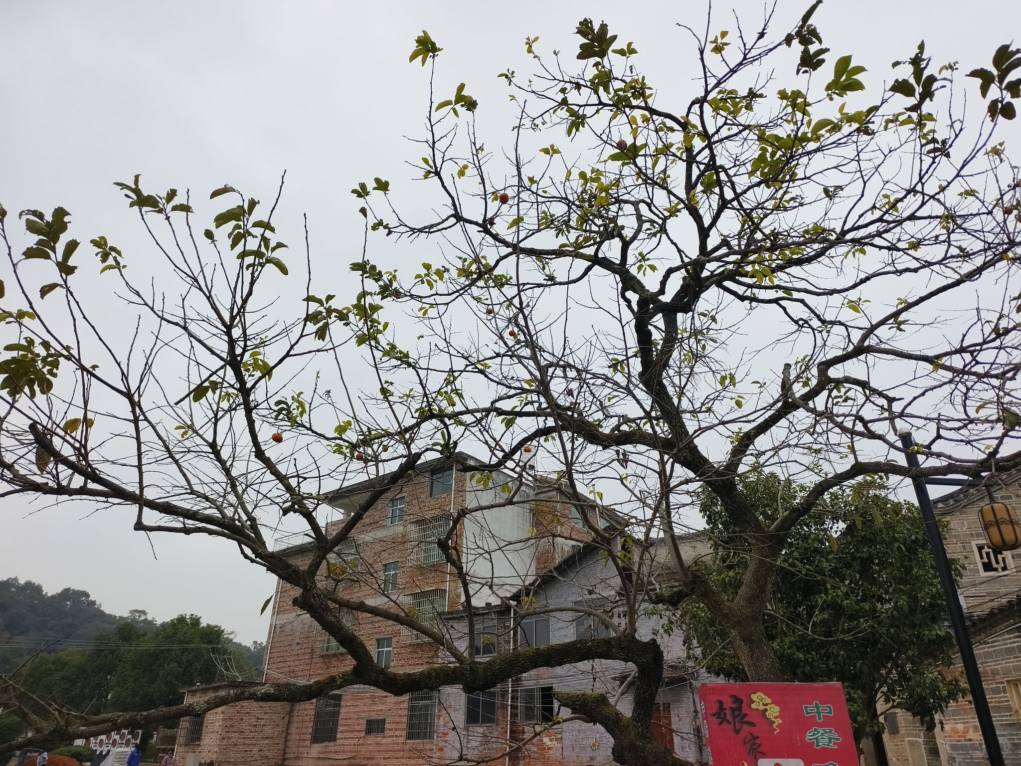 白鹭古村旅行图片 1