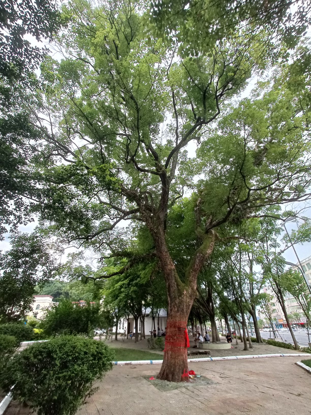 东山公园旅行图片 1