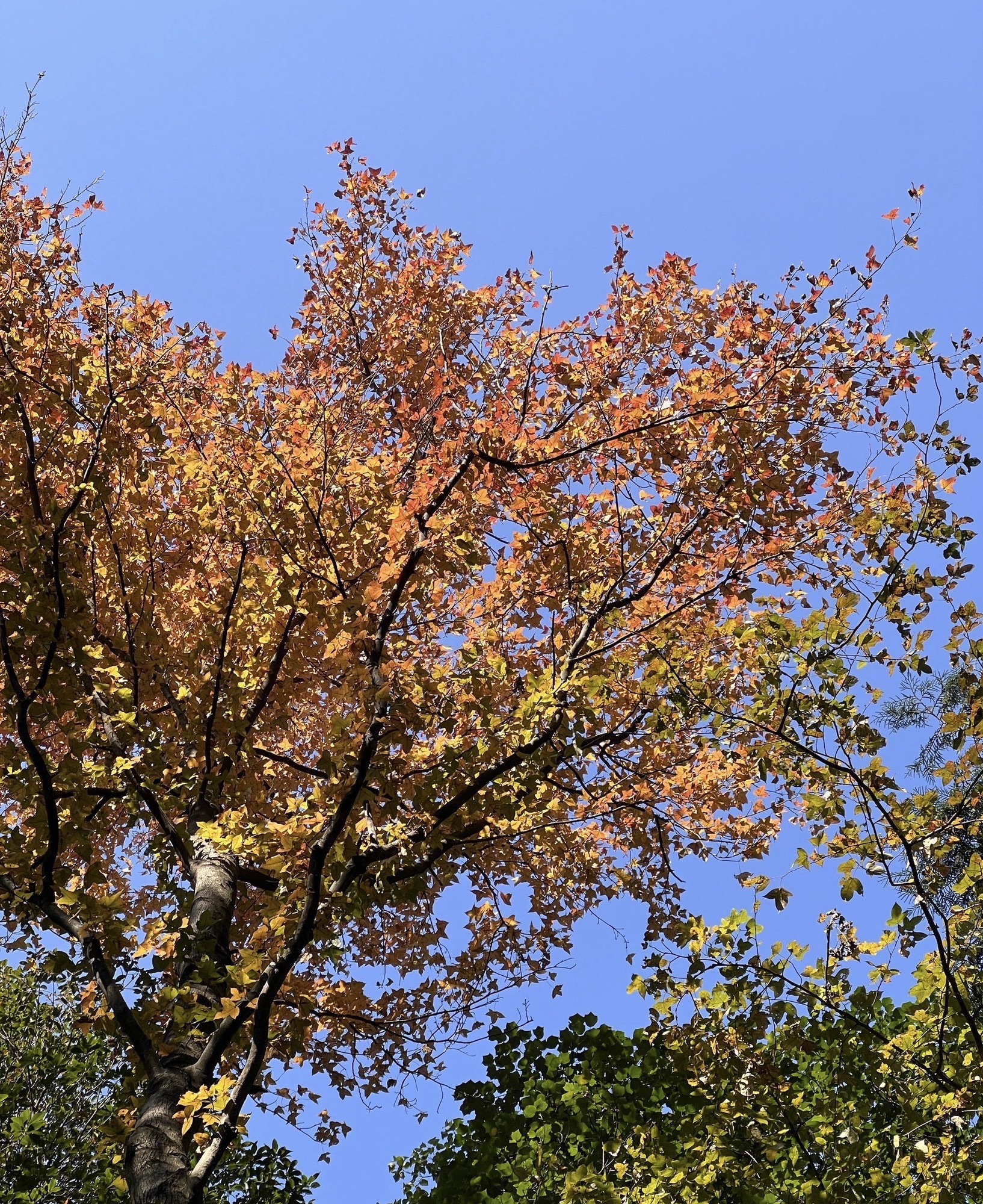 翠微峰国家森林公园旅行图片 3