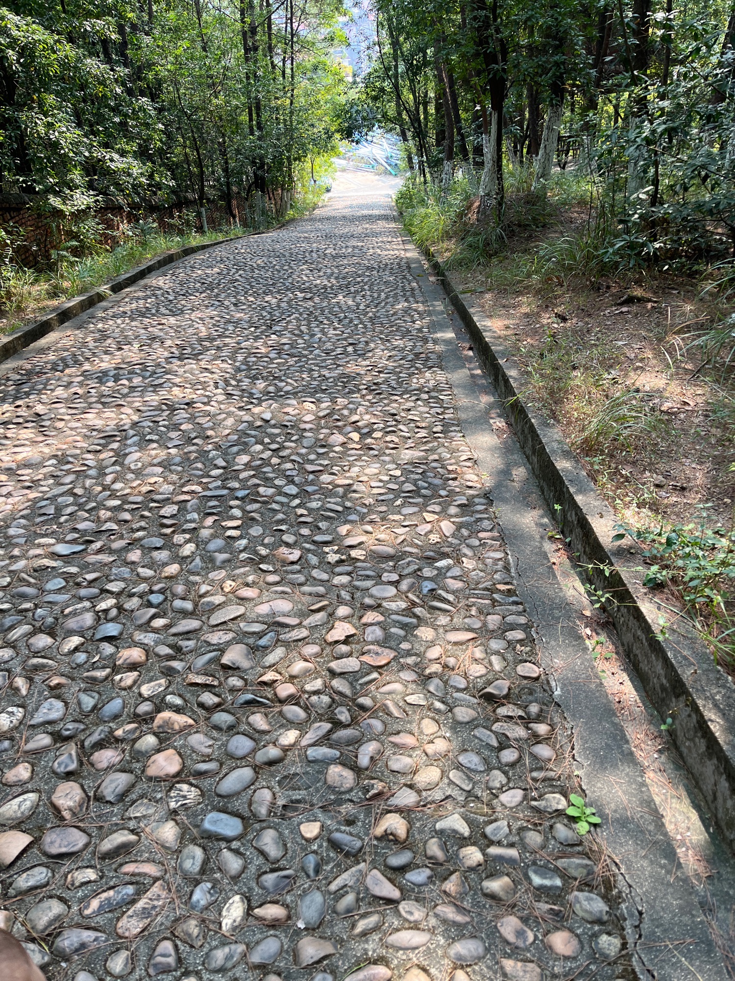 南山公园旅行图片 1