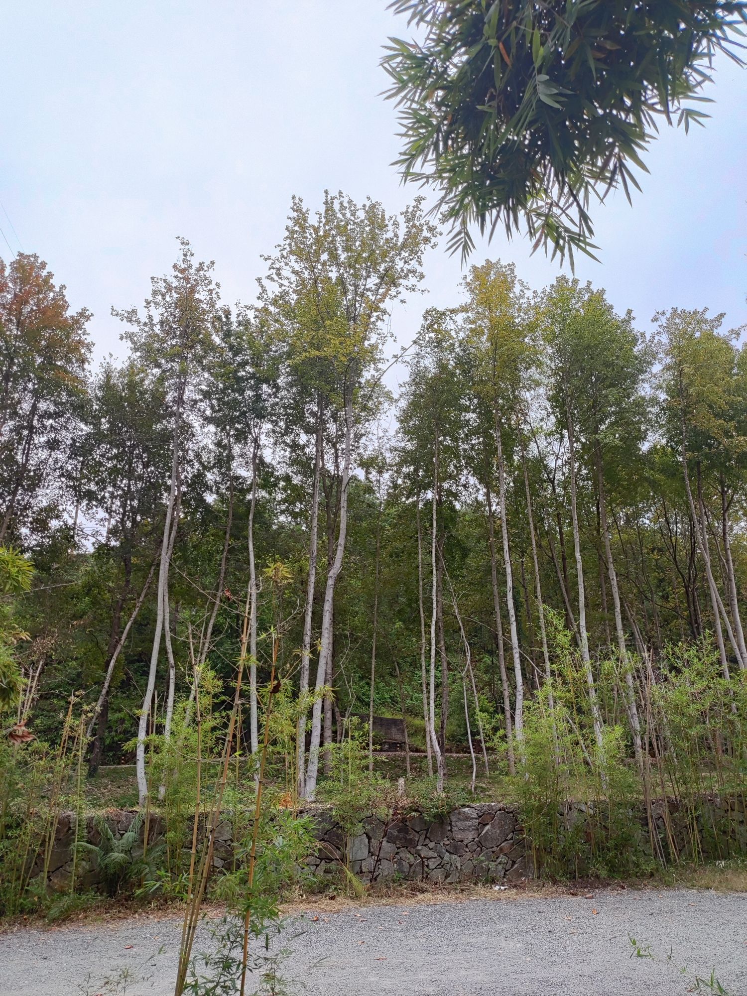 大田湾沙滩旅行图片 3