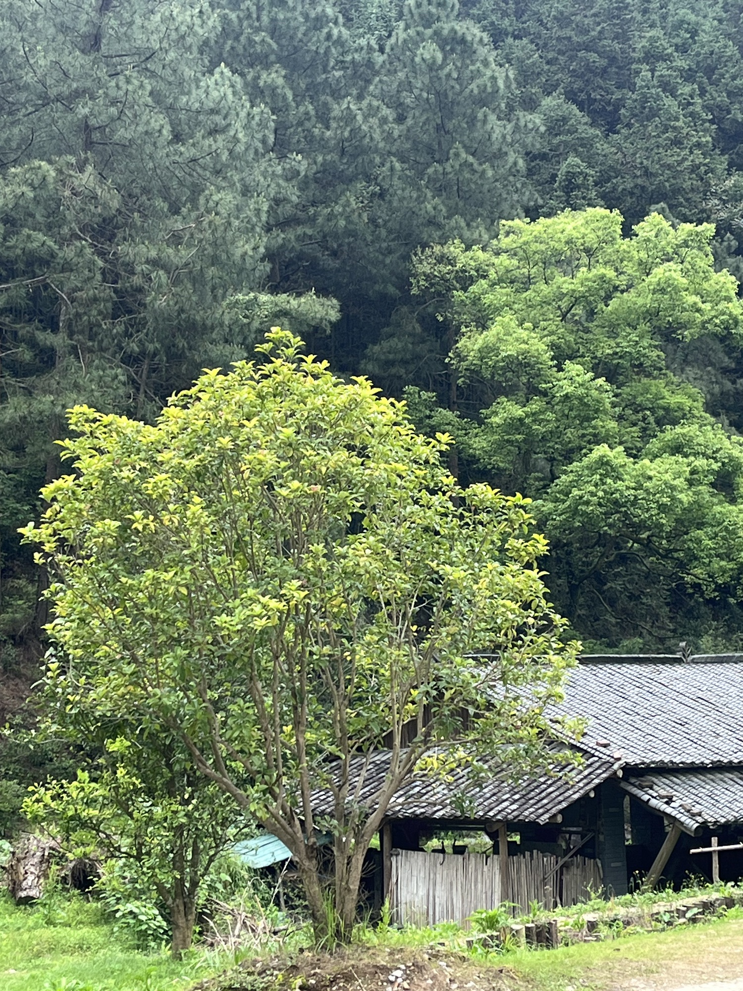 景德镇陶源谷•三宝旅游度假区·三宝蓬艺术聚落旅行图片 2