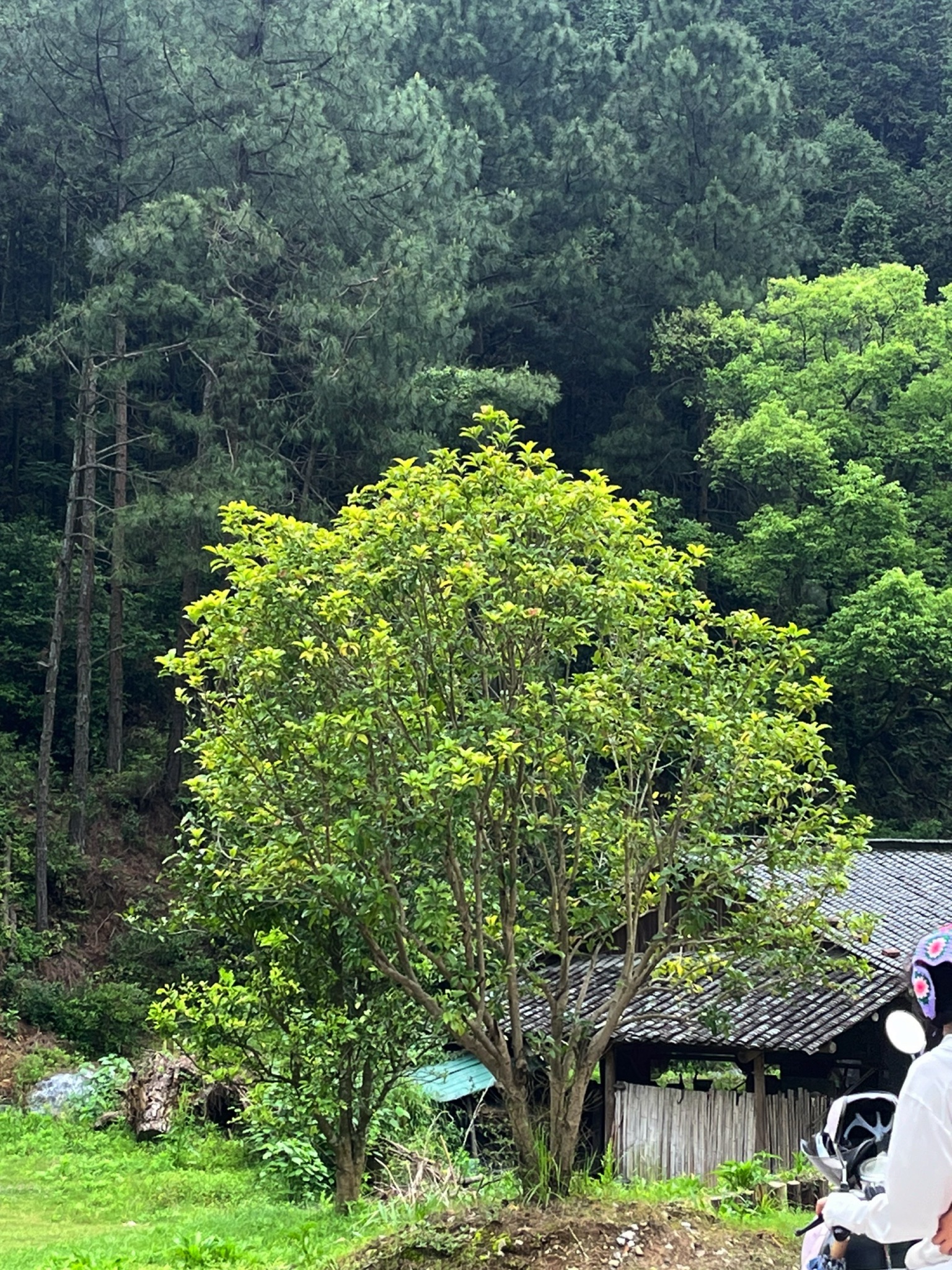 景德镇陶源谷•三宝旅游度假区·三宝蓬艺术聚落旅行图片 1