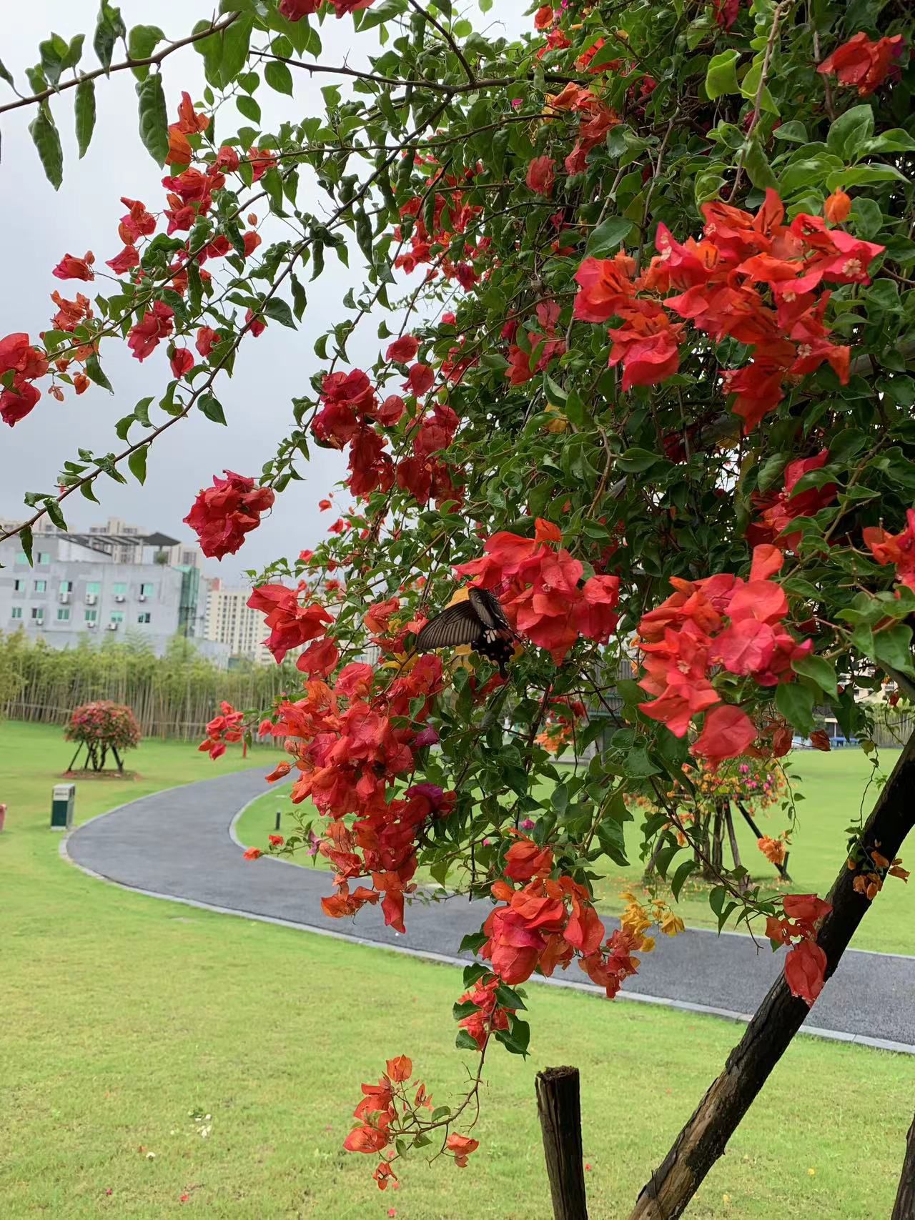 景德镇植物园旅行图片 3