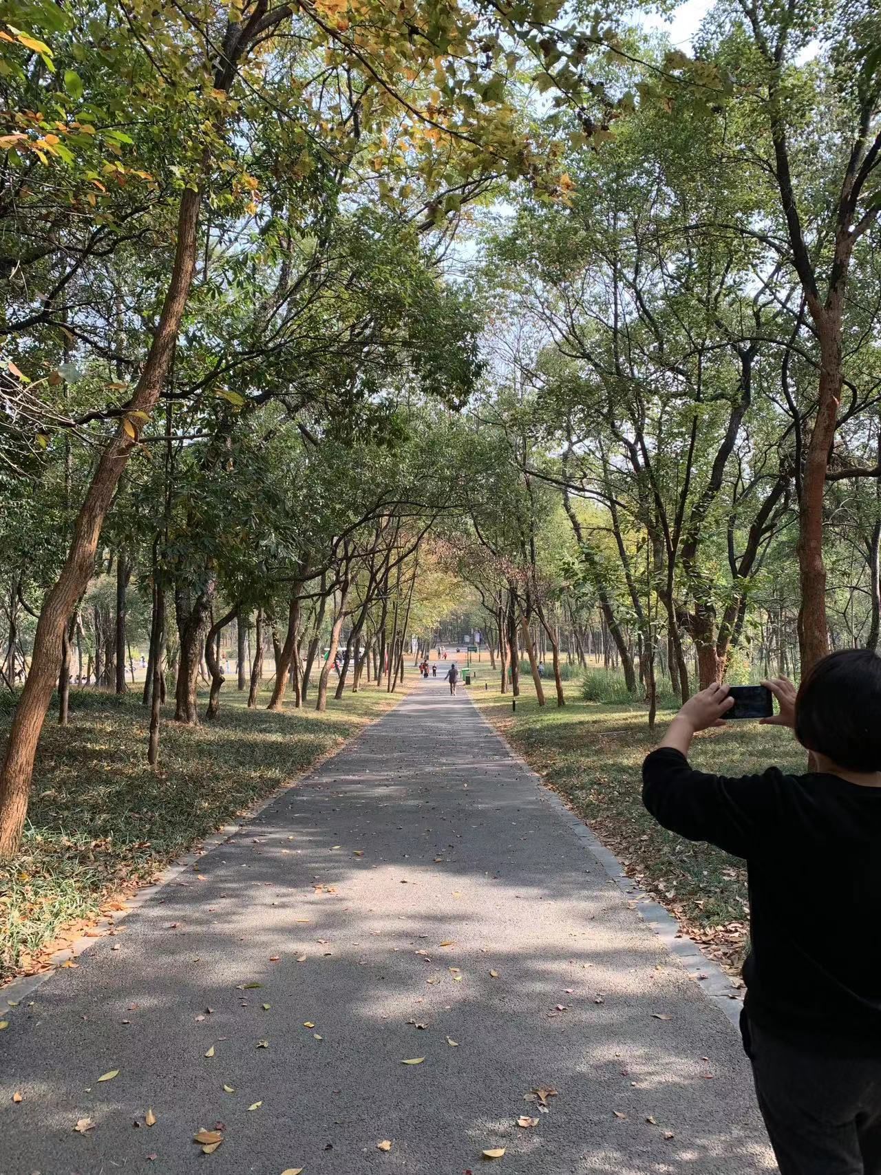 城市森林公园旅行图片 1