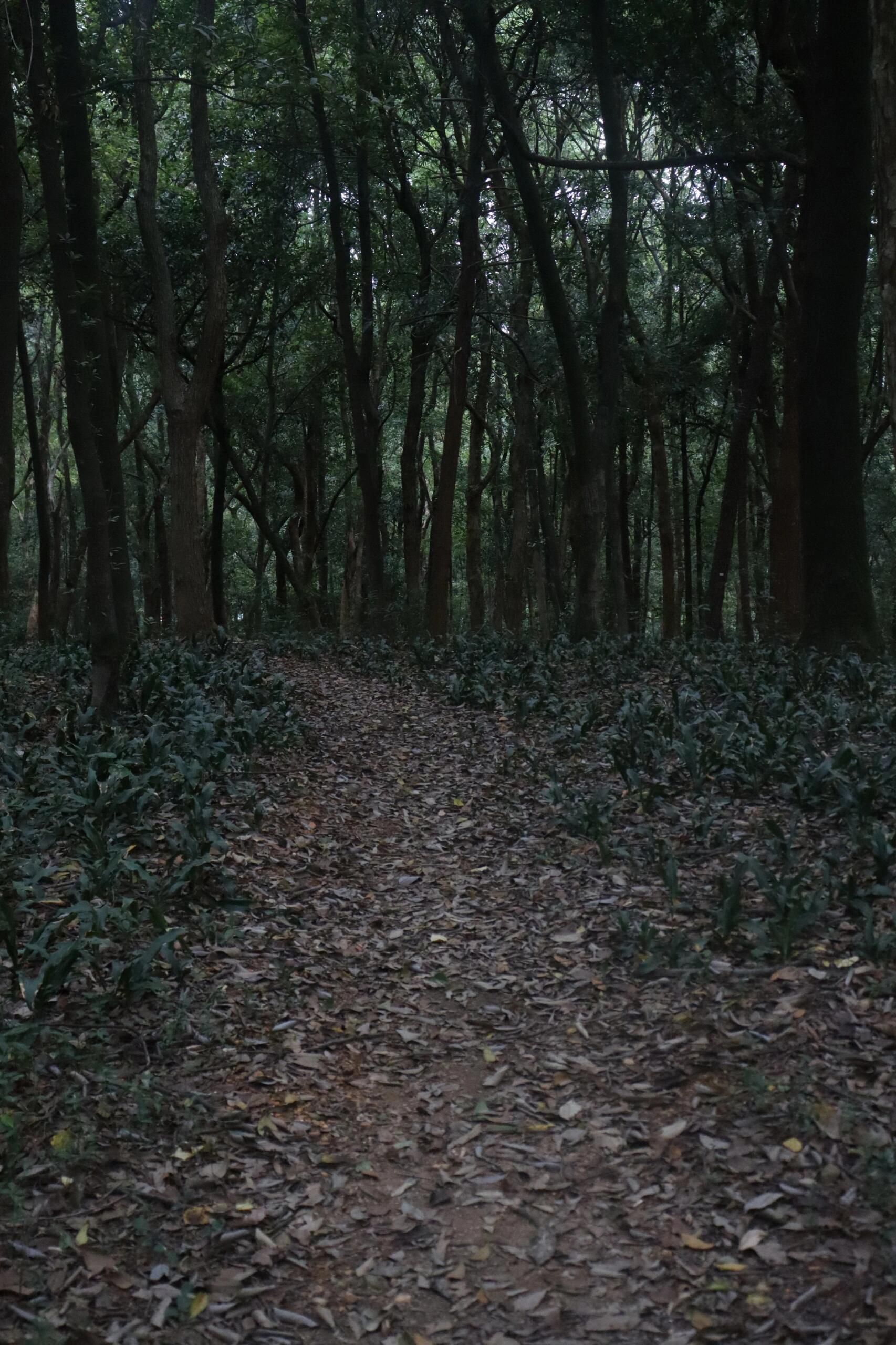 城市森林公园旅行图片 2