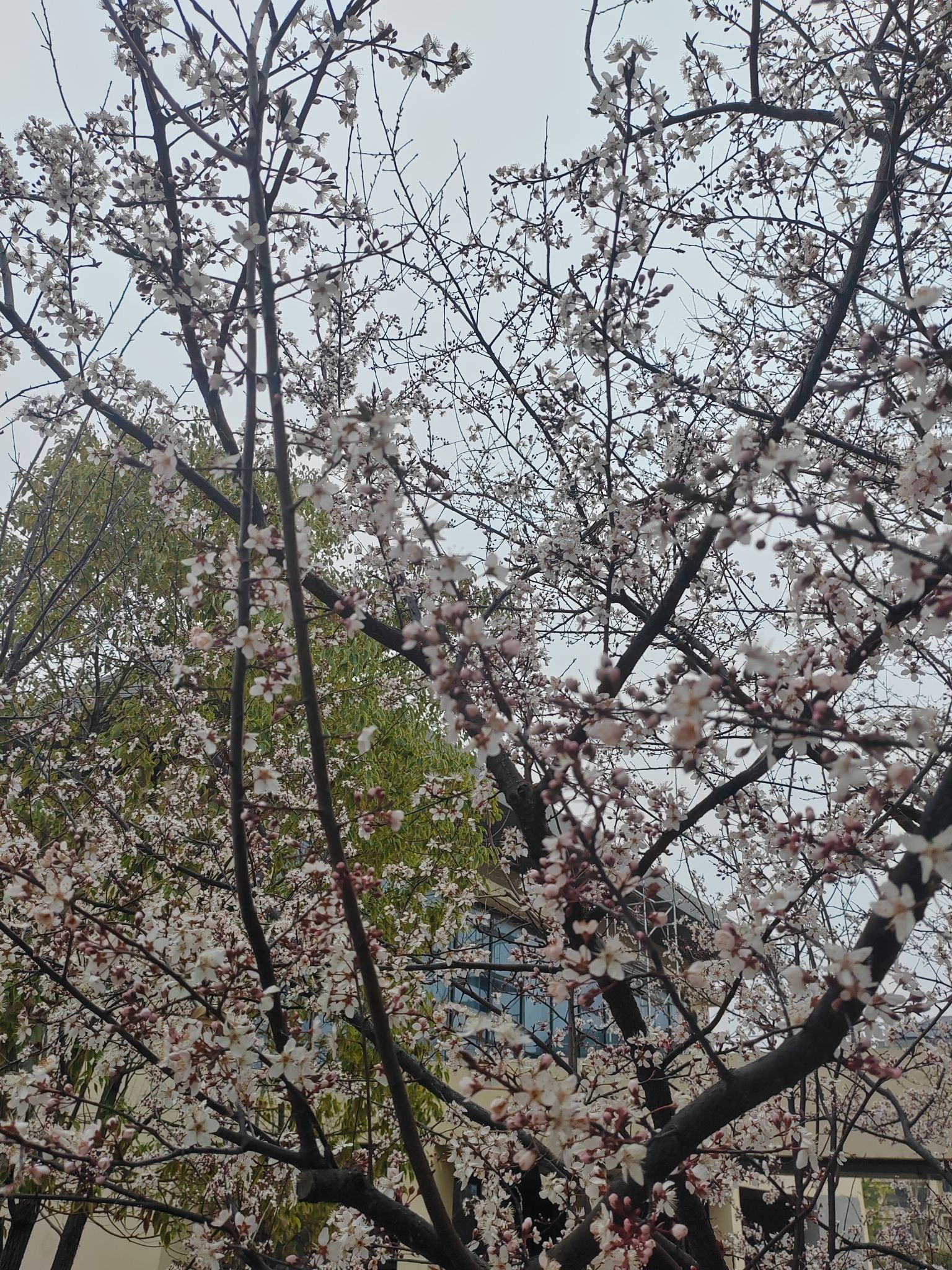 天宝公园旅行图片 1