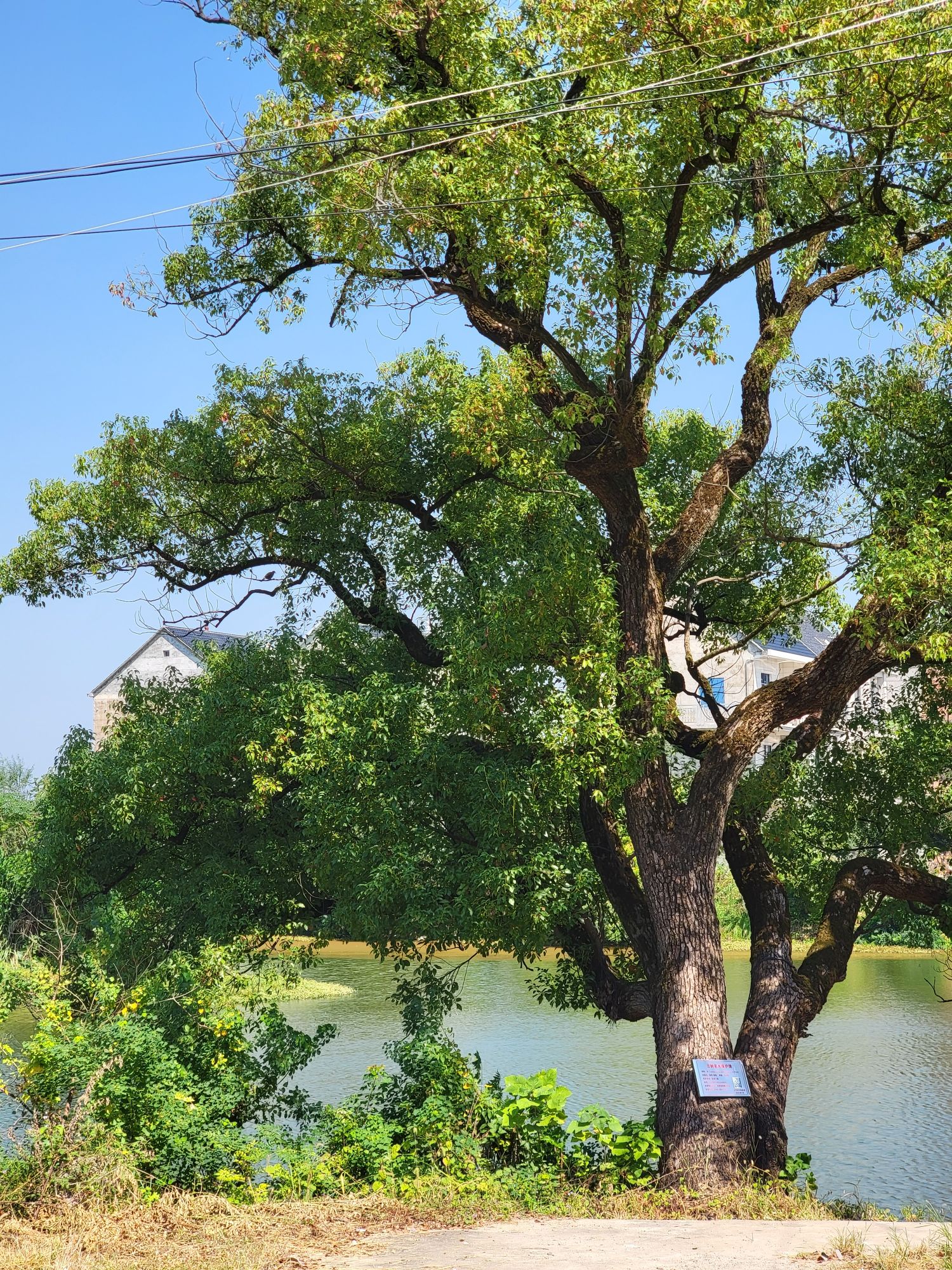 浒崦古戏台旅行图片 3