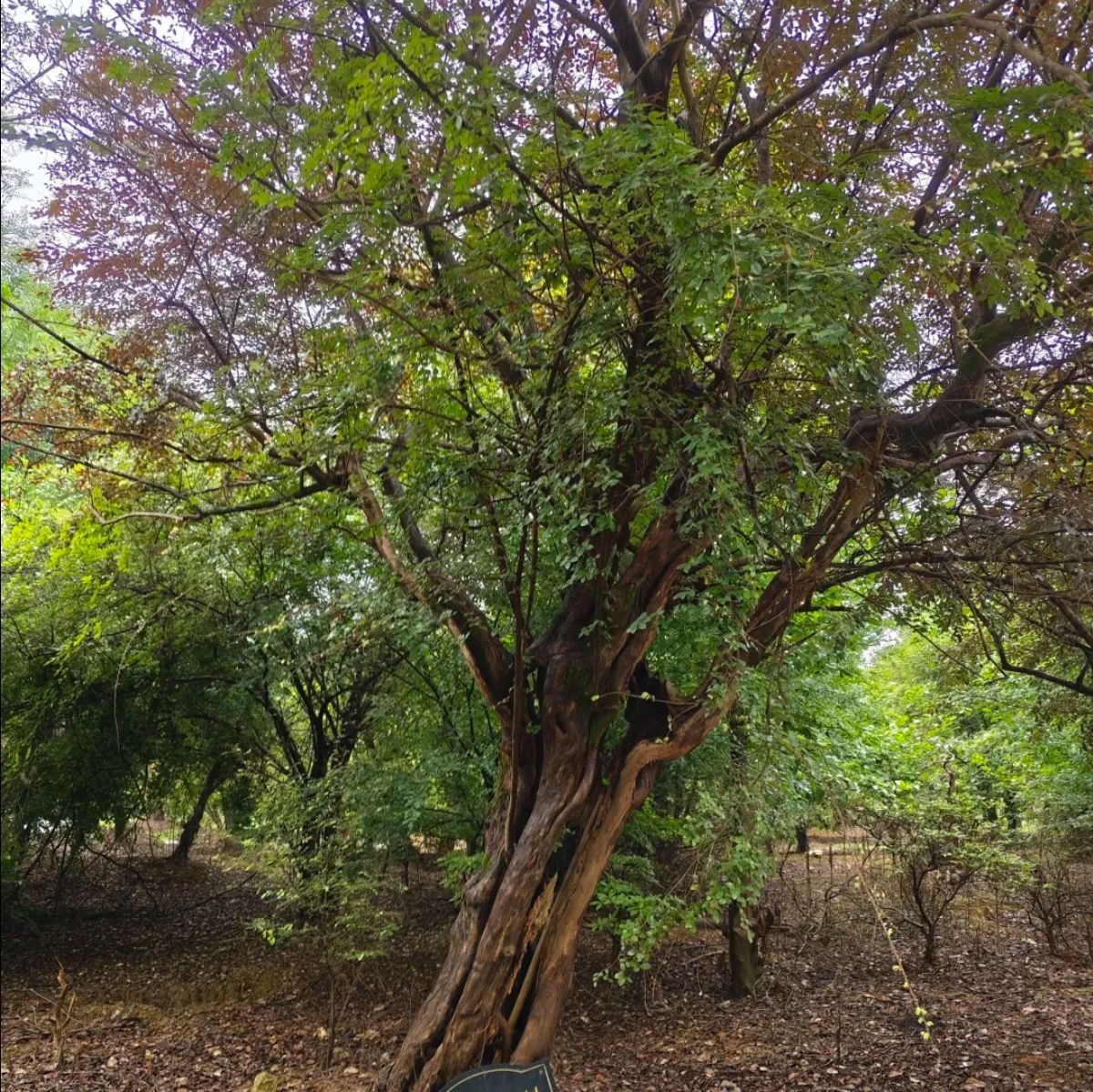 得雨龙山旅行图片 3