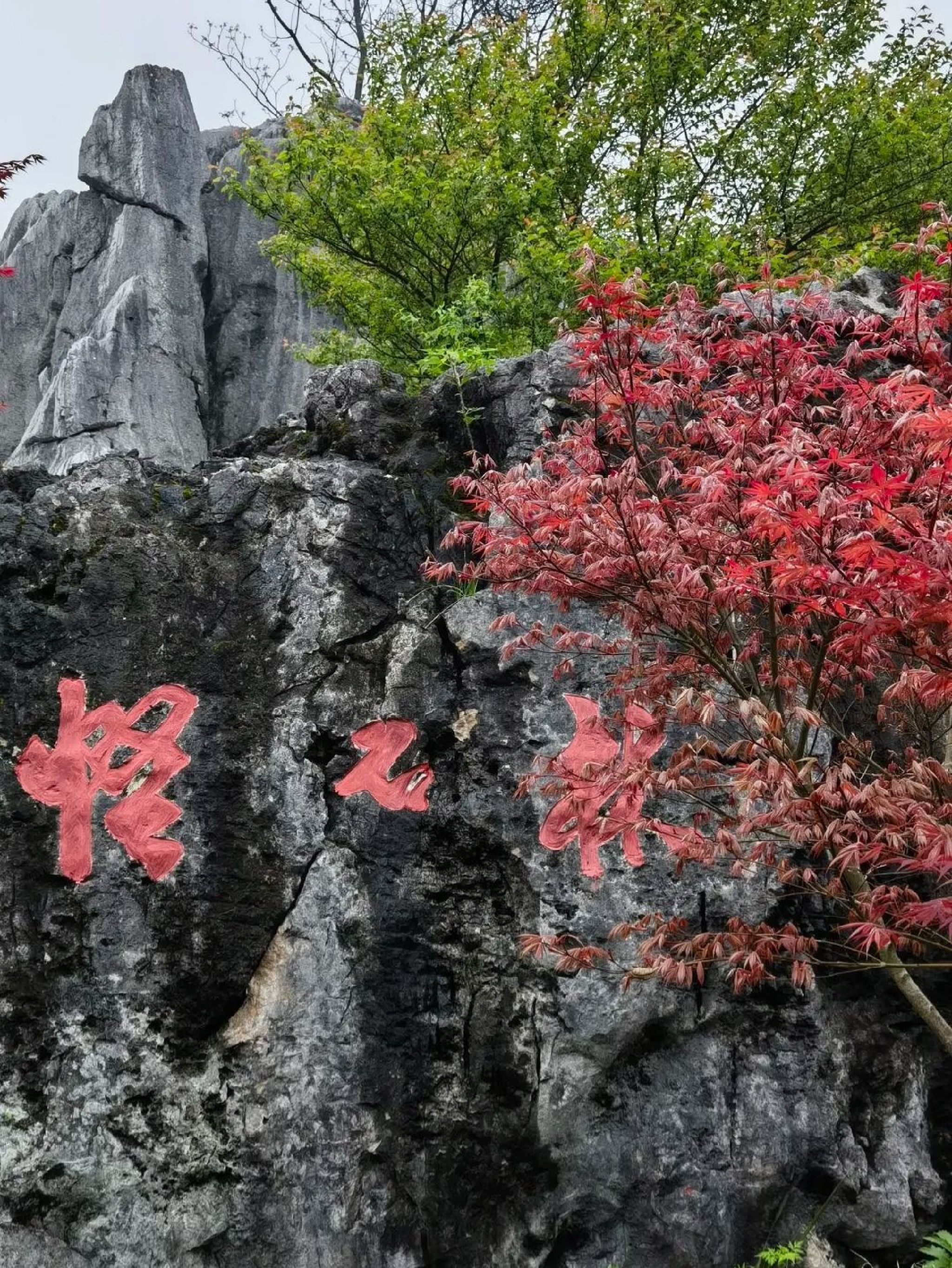 怪石林旅行图片 3