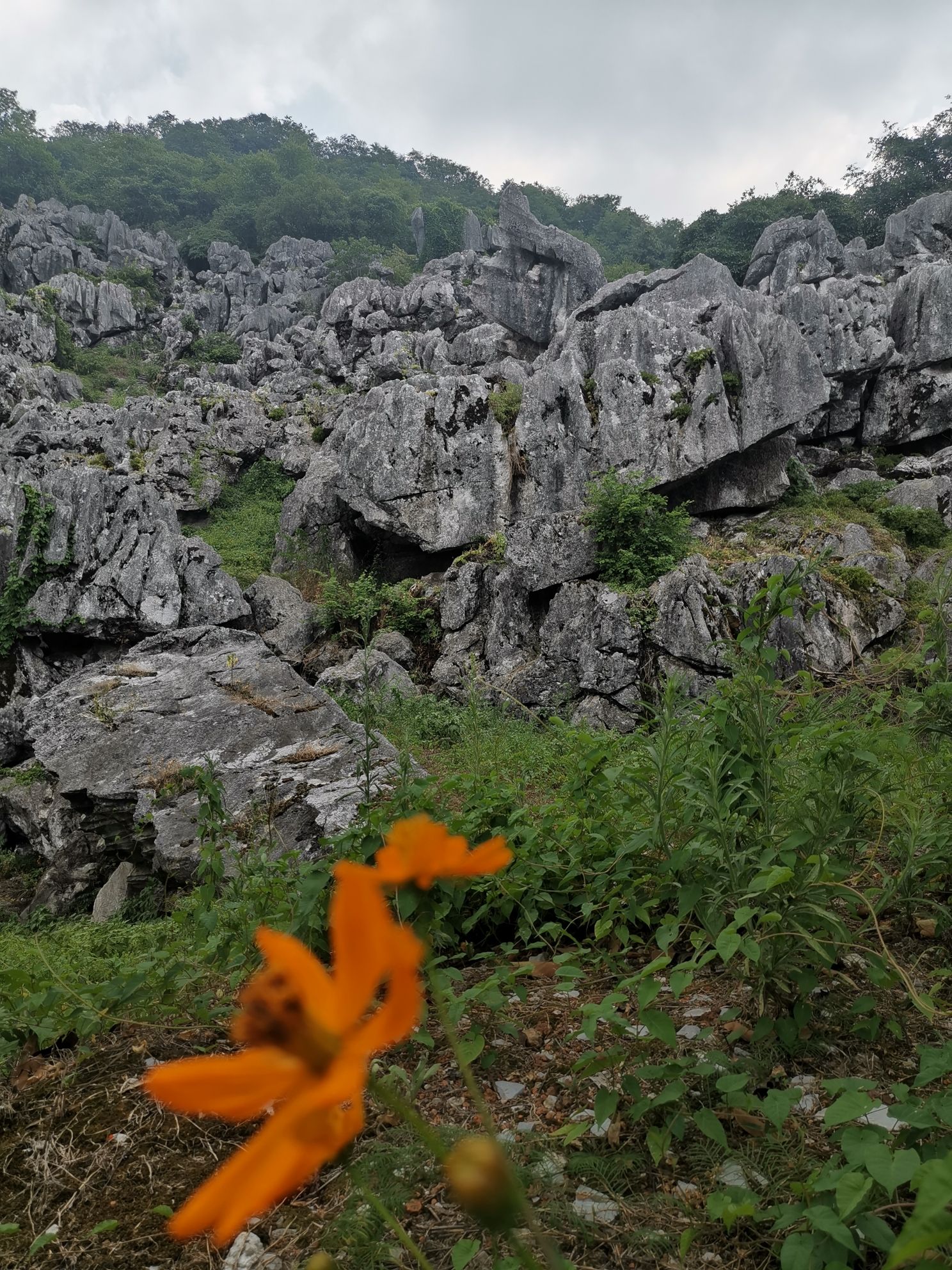 怪石林旅行图片 1