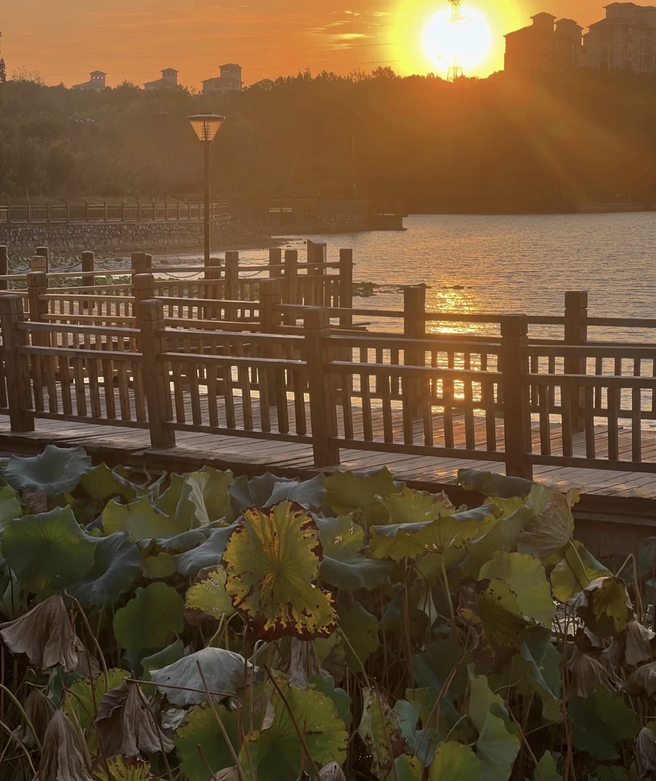 洪皓森林公园旅行图片 3