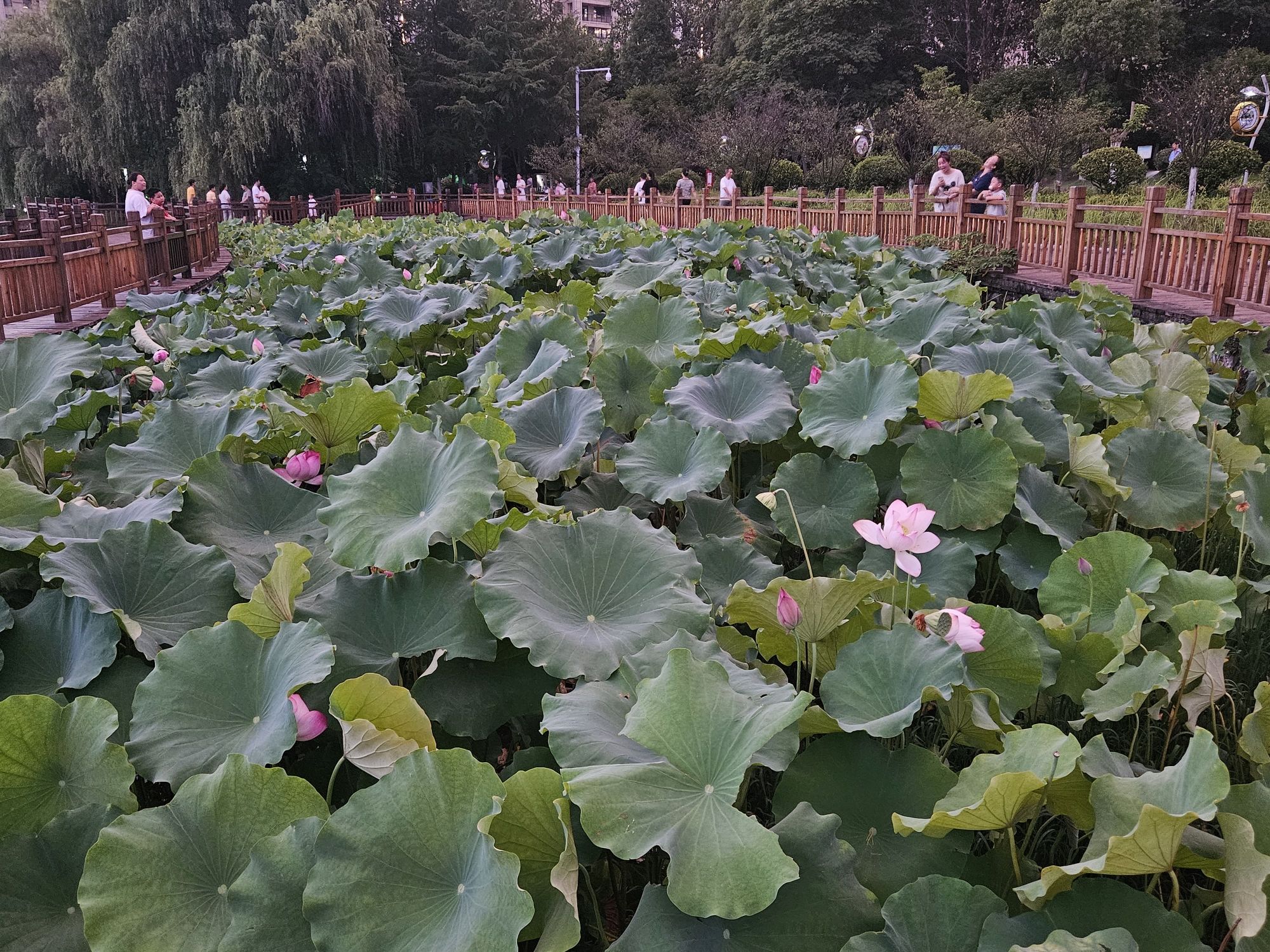 洪皓森林公园旅行图片 1