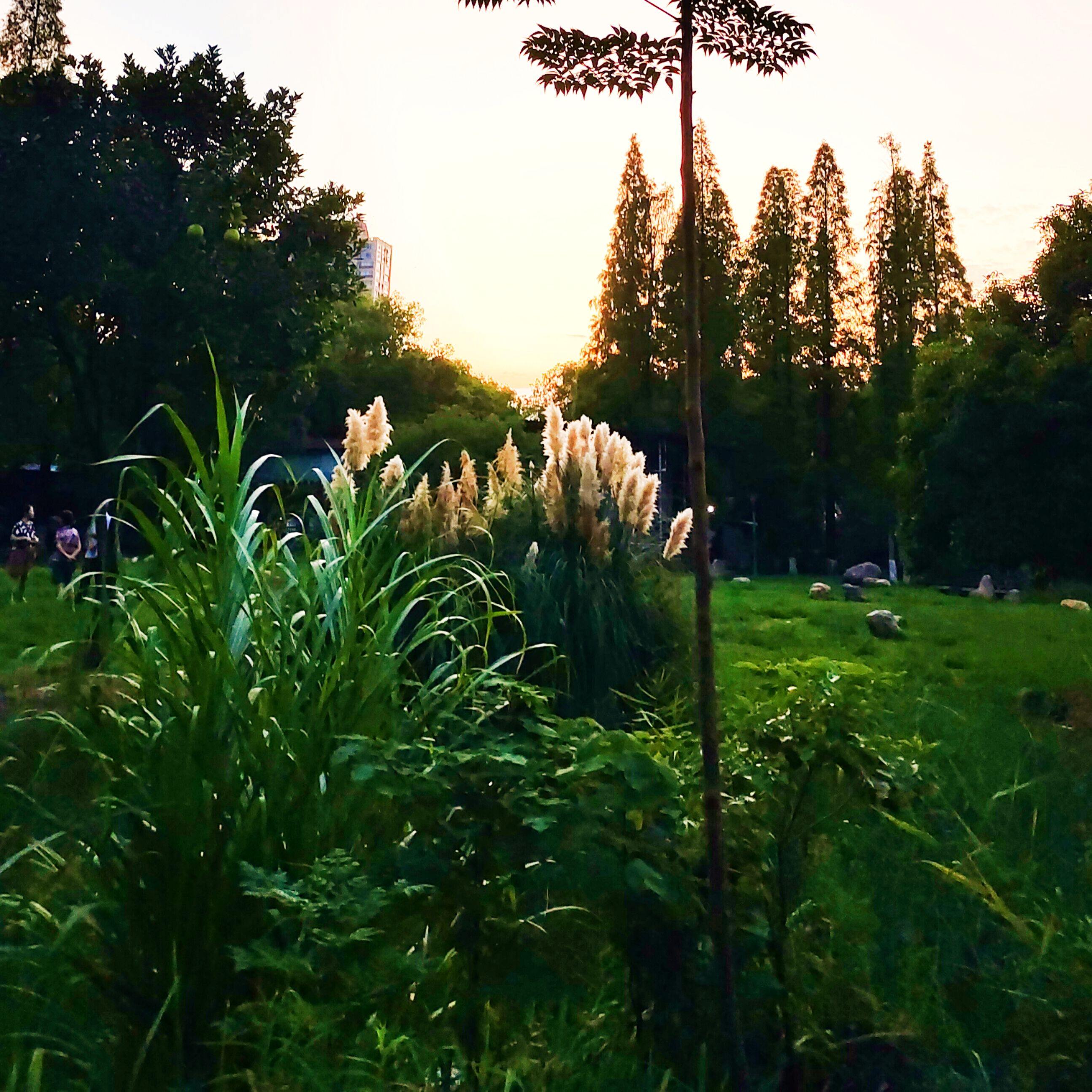鹅湖(夕阳红)公园旅行图片 1