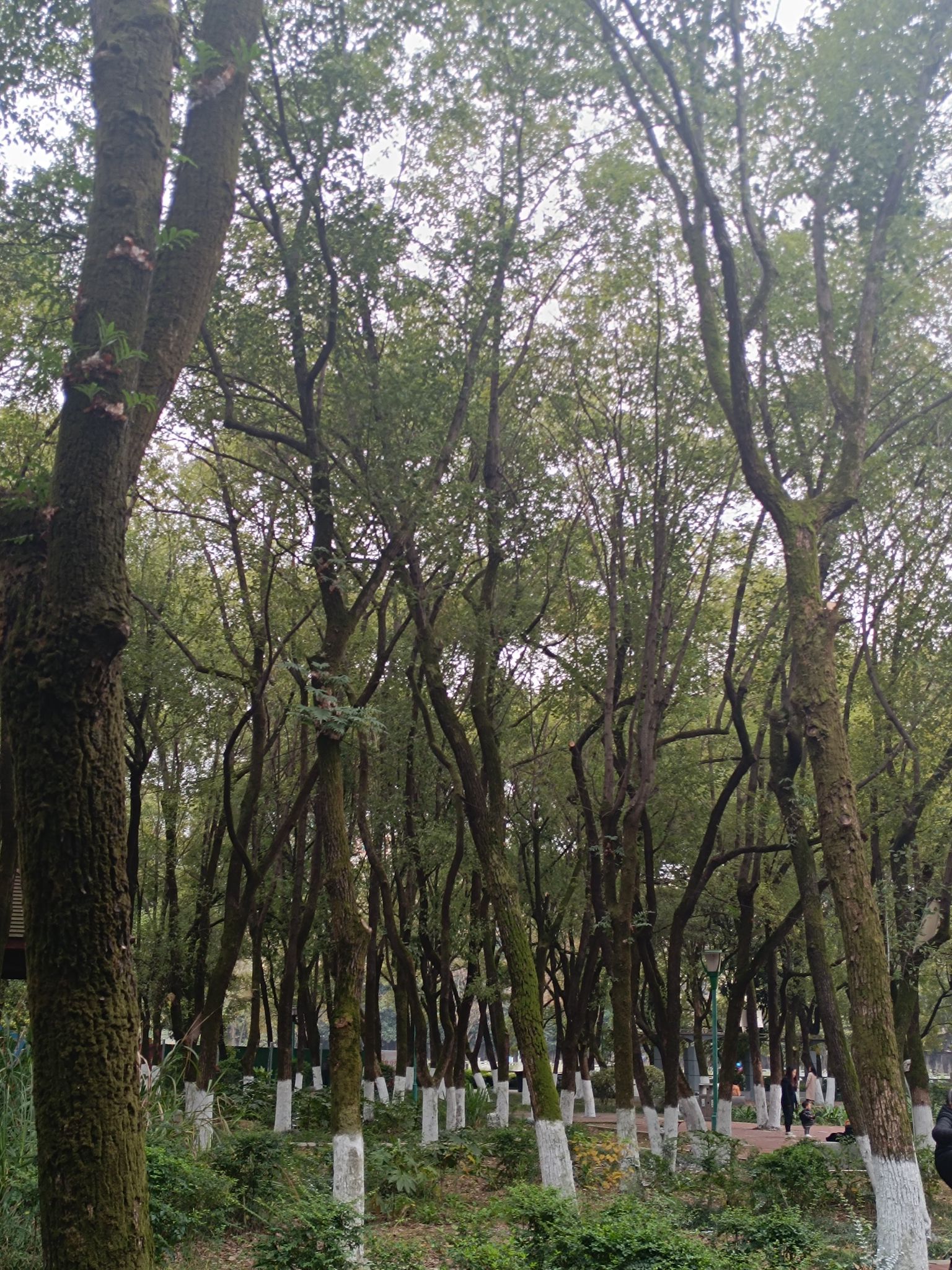 鹅湖(夕阳红)公园旅行图片 3