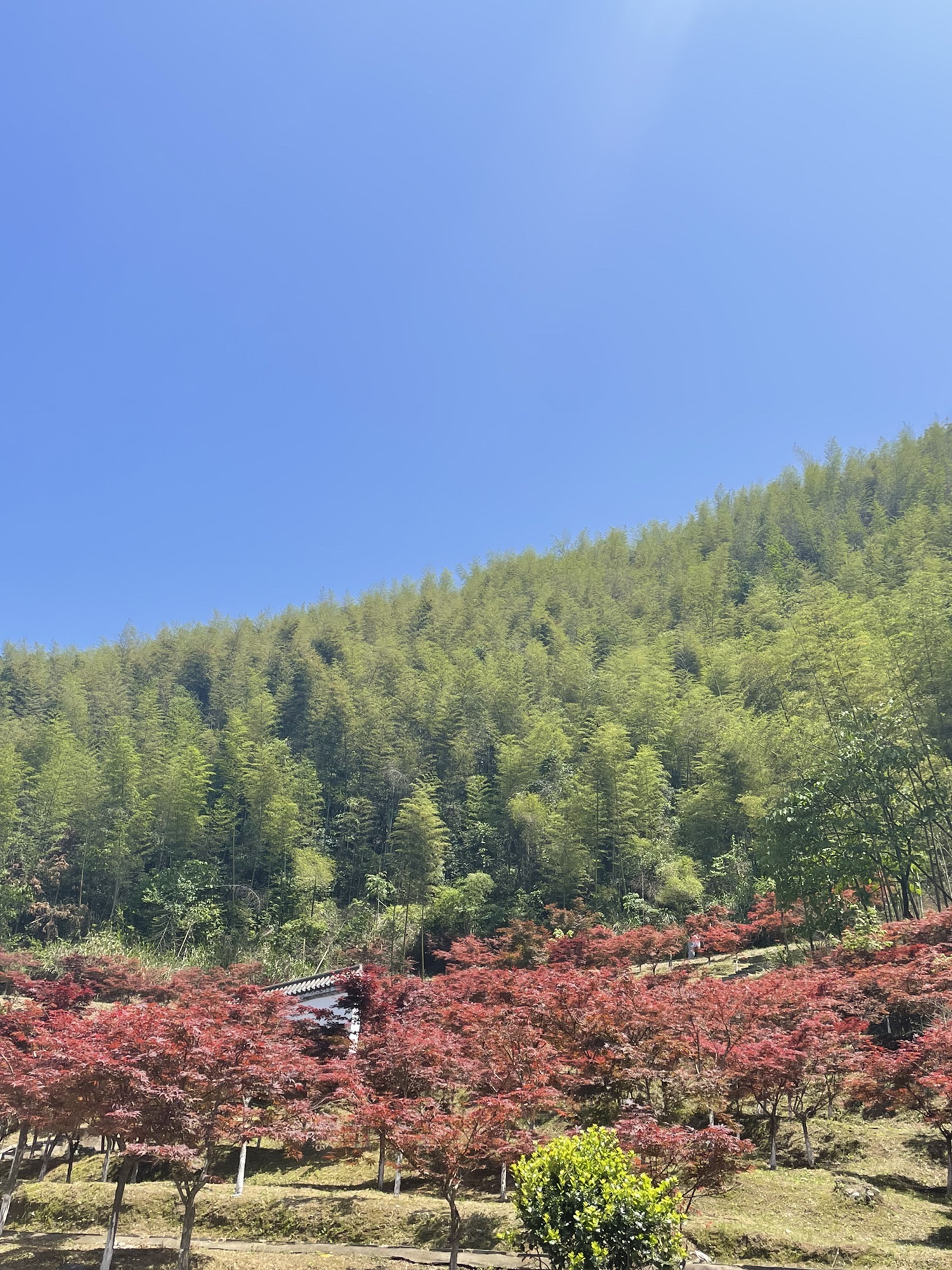 杨岐普通寺旅行图片 3