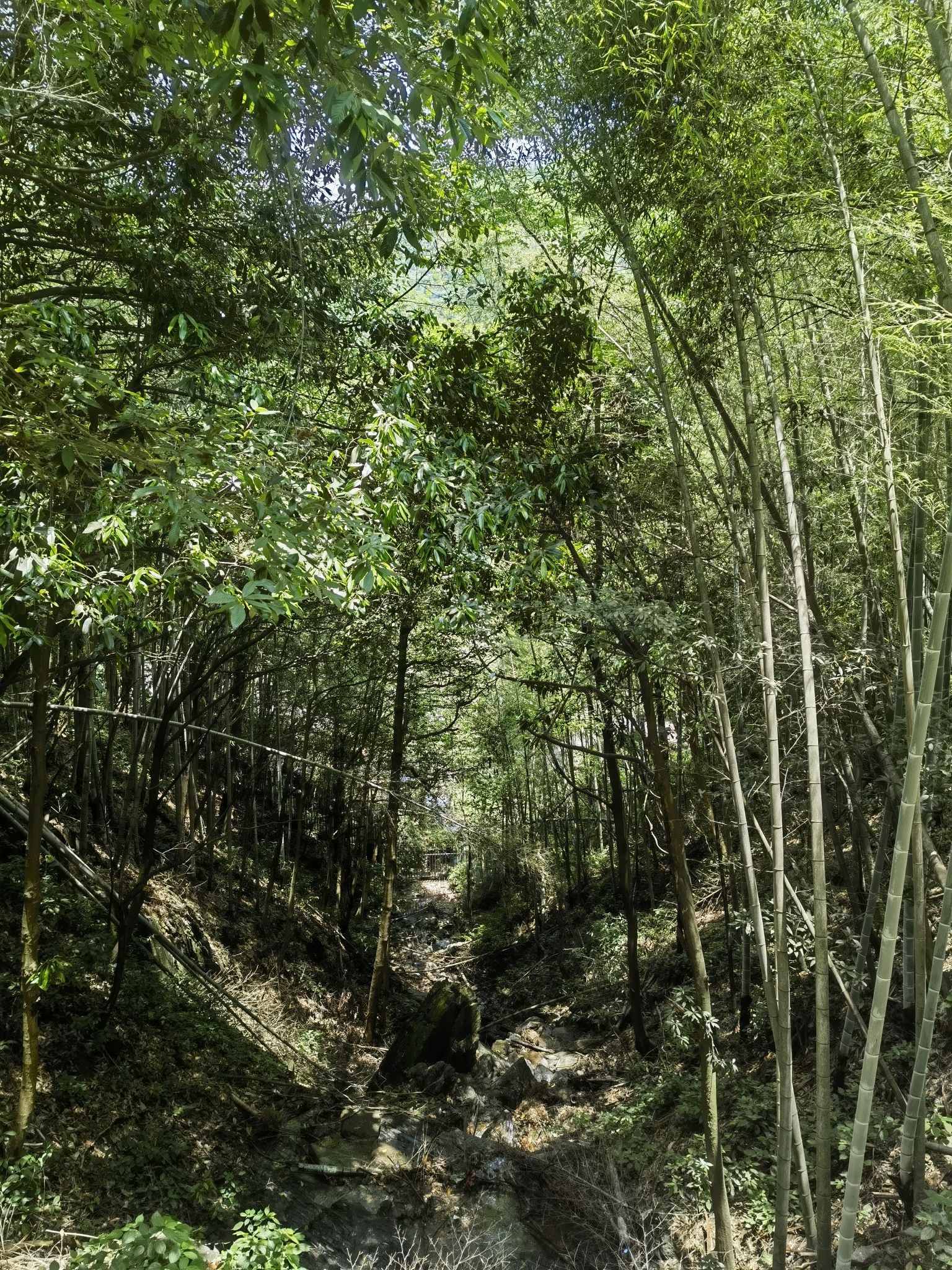 杨岐普通寺旅行图片 3