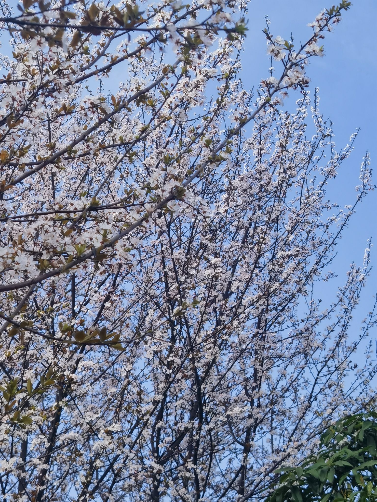 玉湖湿地公园旅行图片 2