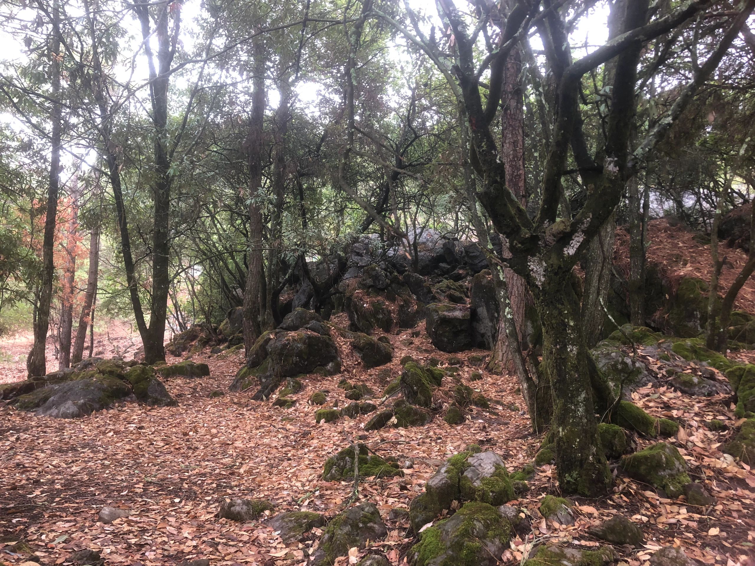 大黑山省级森林公园旅行图片 1