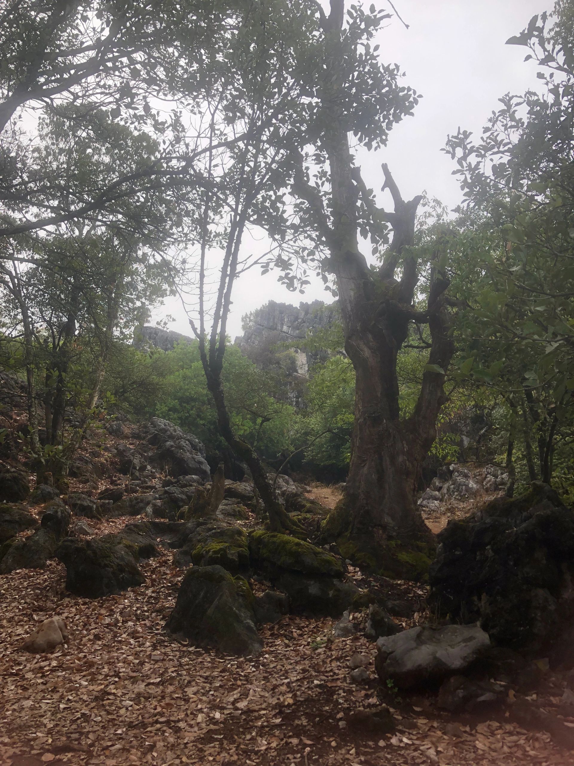 大黑山省级森林公园旅行图片 2