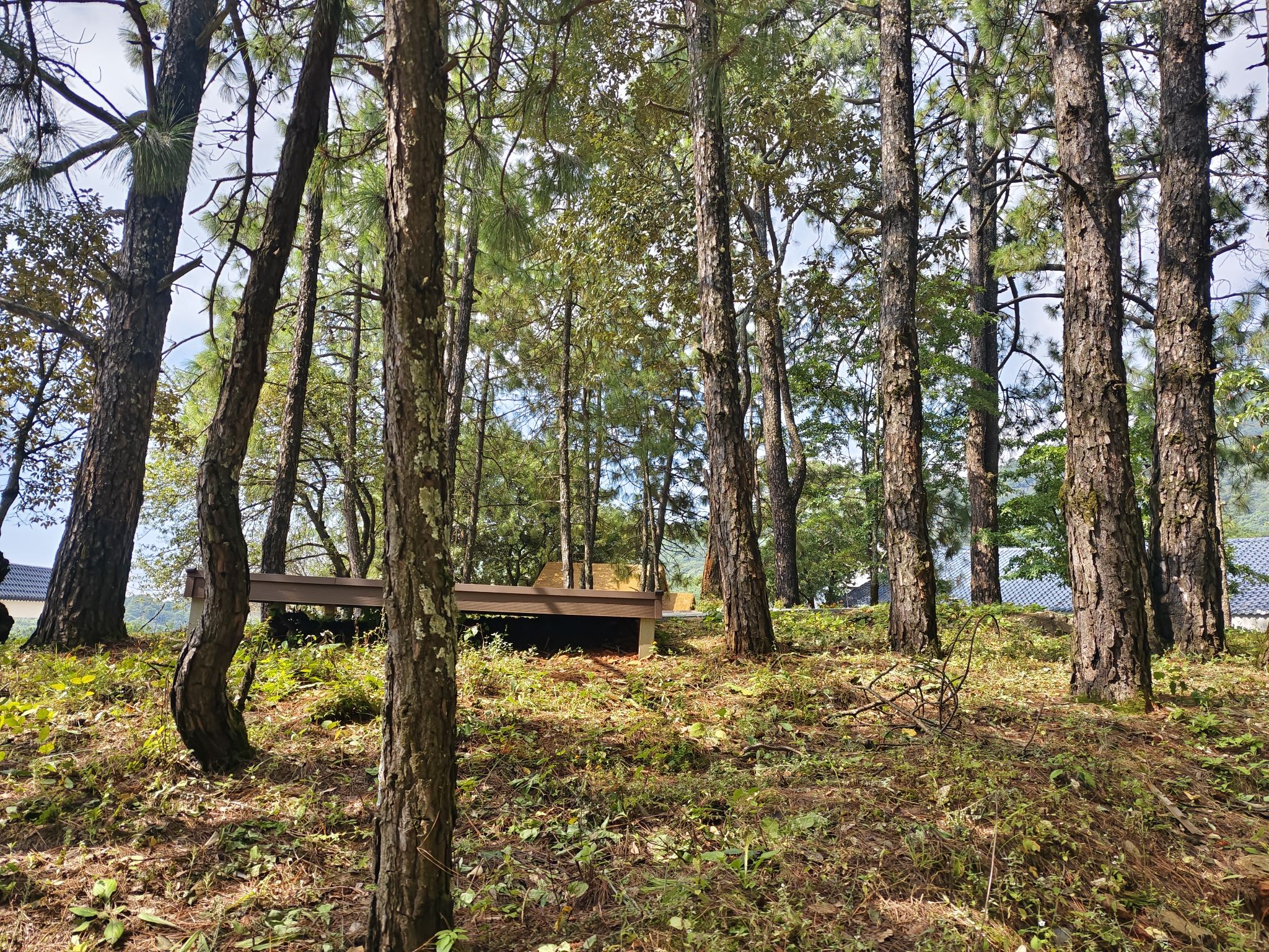 大黑山省级森林公园旅行图片 1