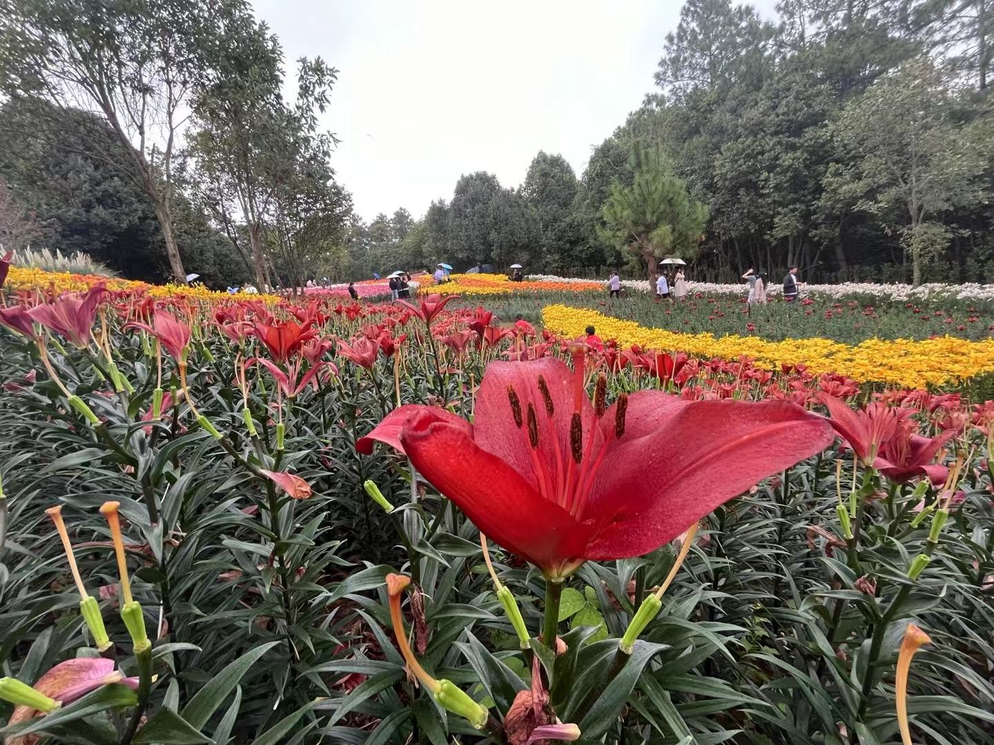 永仁方山诸葛营村风景旅游区旅行图片 3