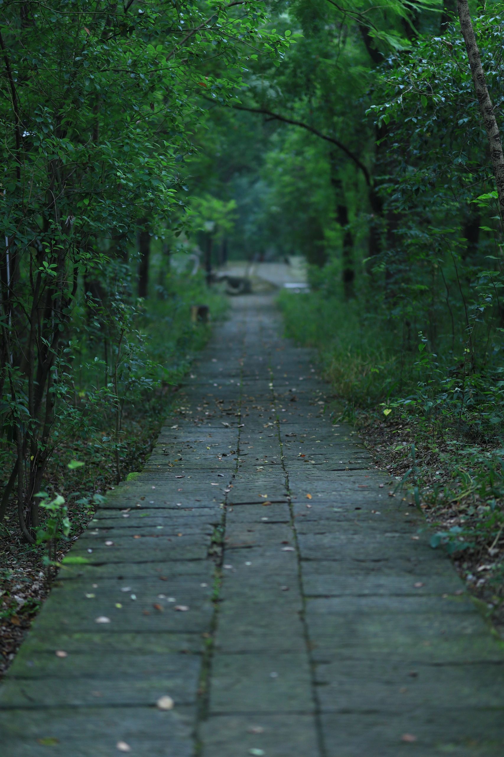 龙凤山公园旅行图片 1