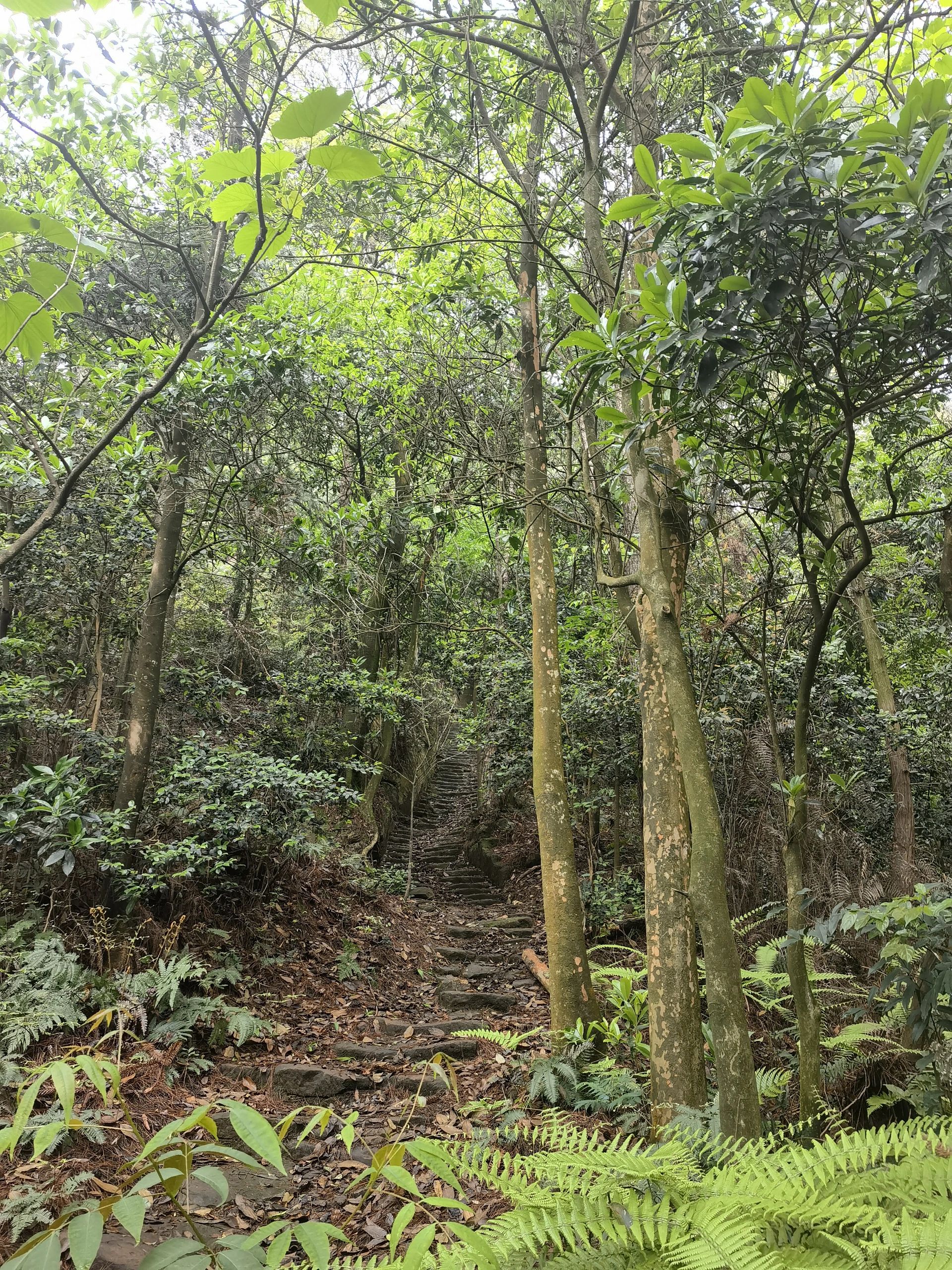 四川省高石梯森林公园旅行图片 3