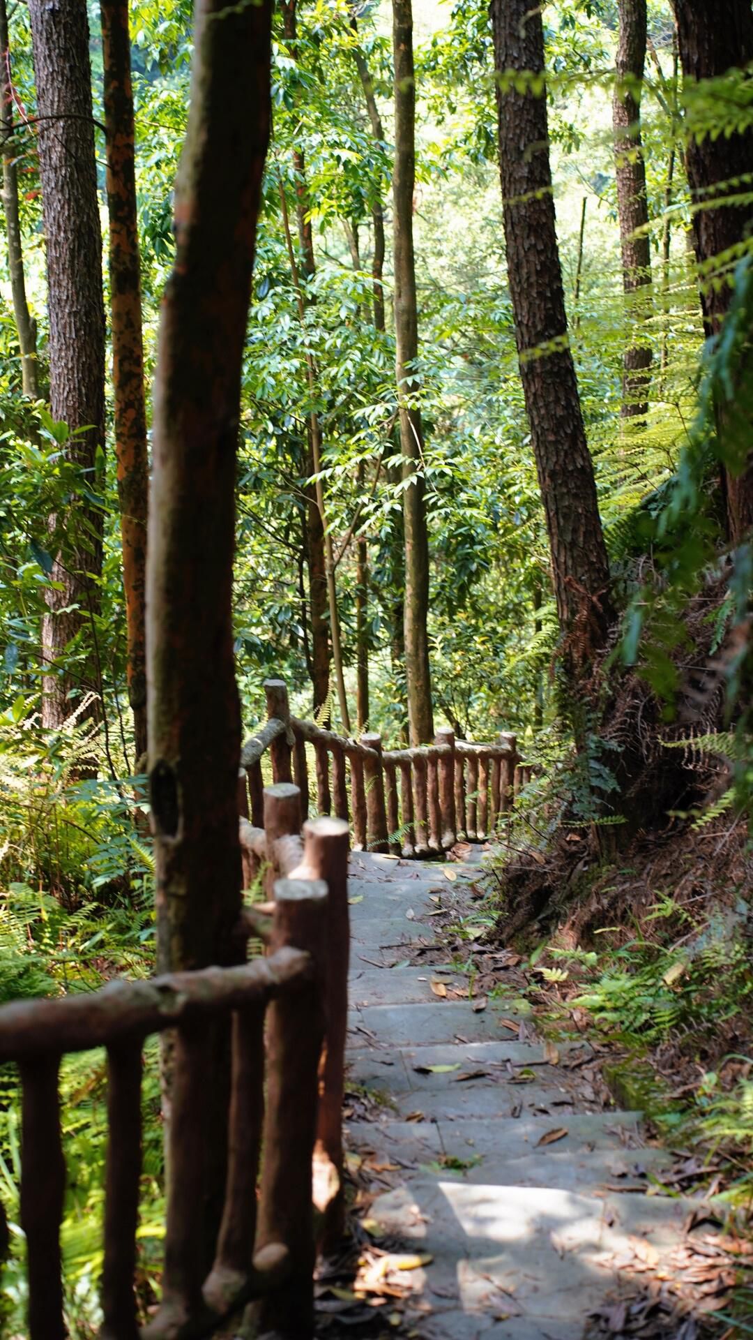 四川省高石梯森林公园旅行图片 1