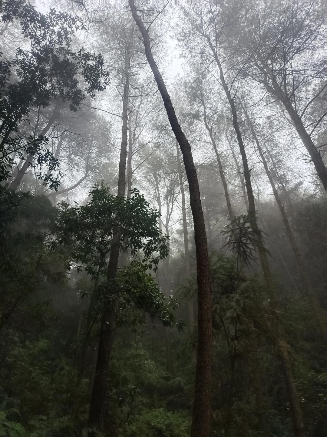 四川省高石梯森林公园旅行图片 1