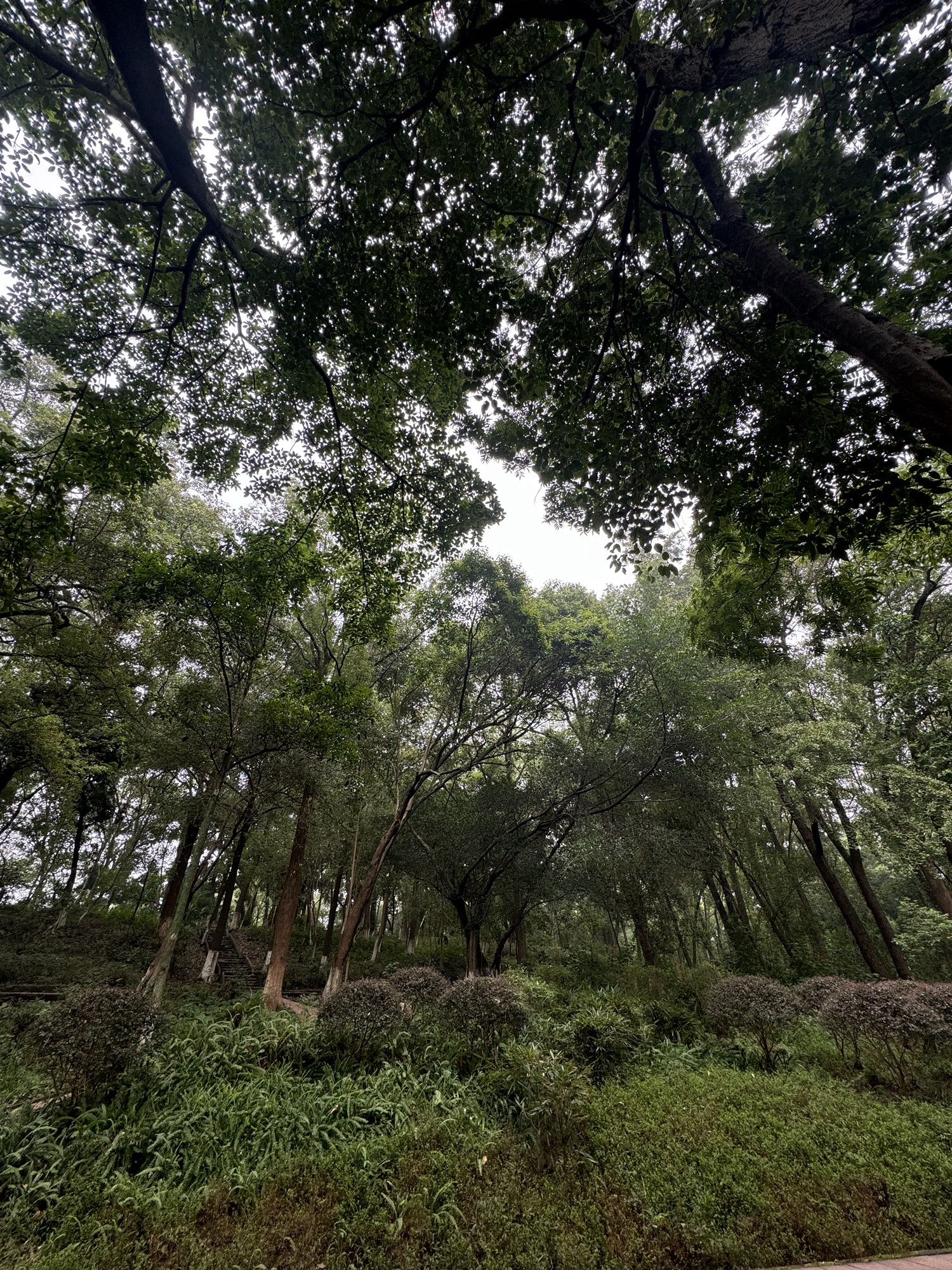 贡井人民公园旅行图片 3