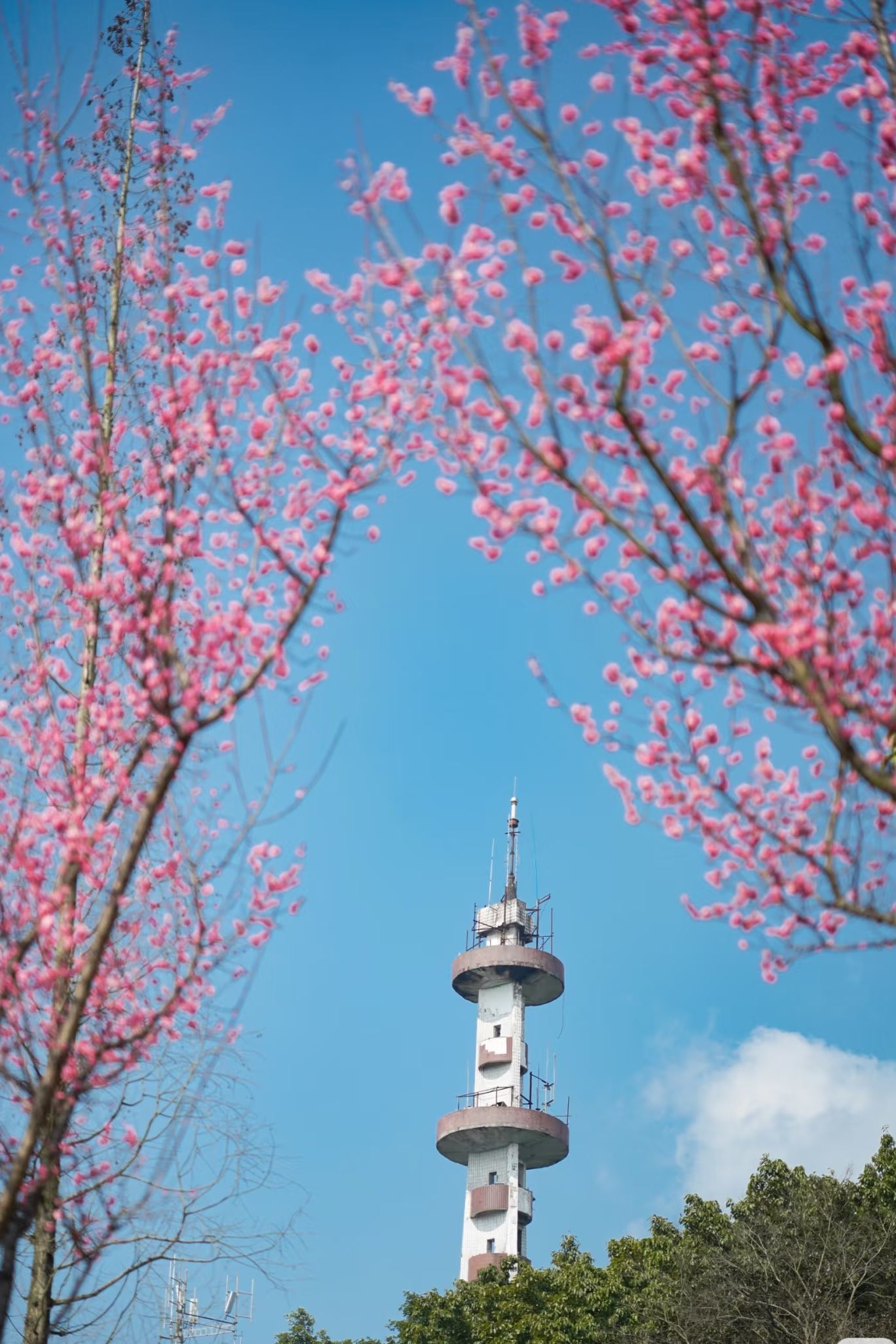 盐都植物园旅行图片 1