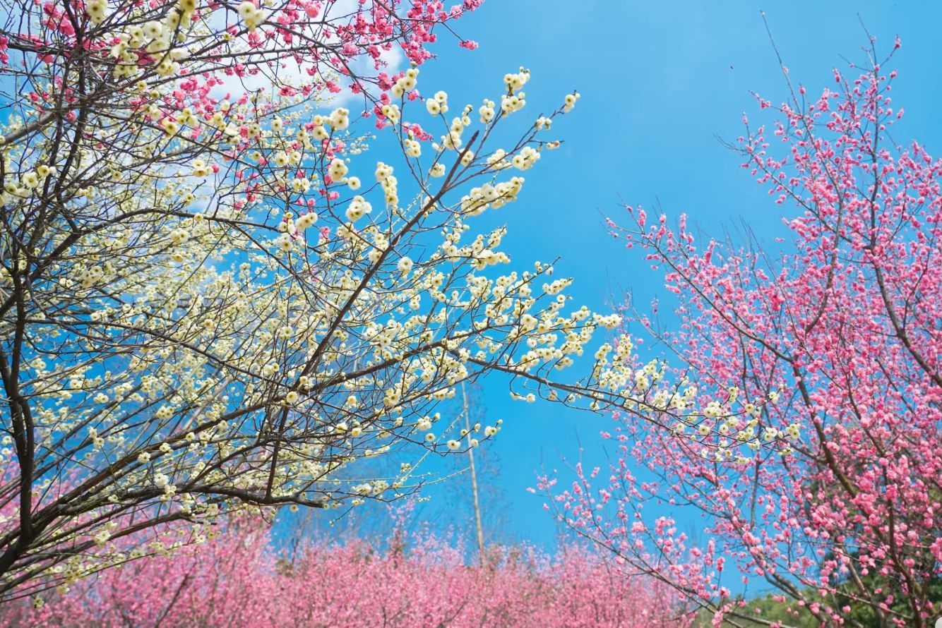 盐都植物园旅行图片 2