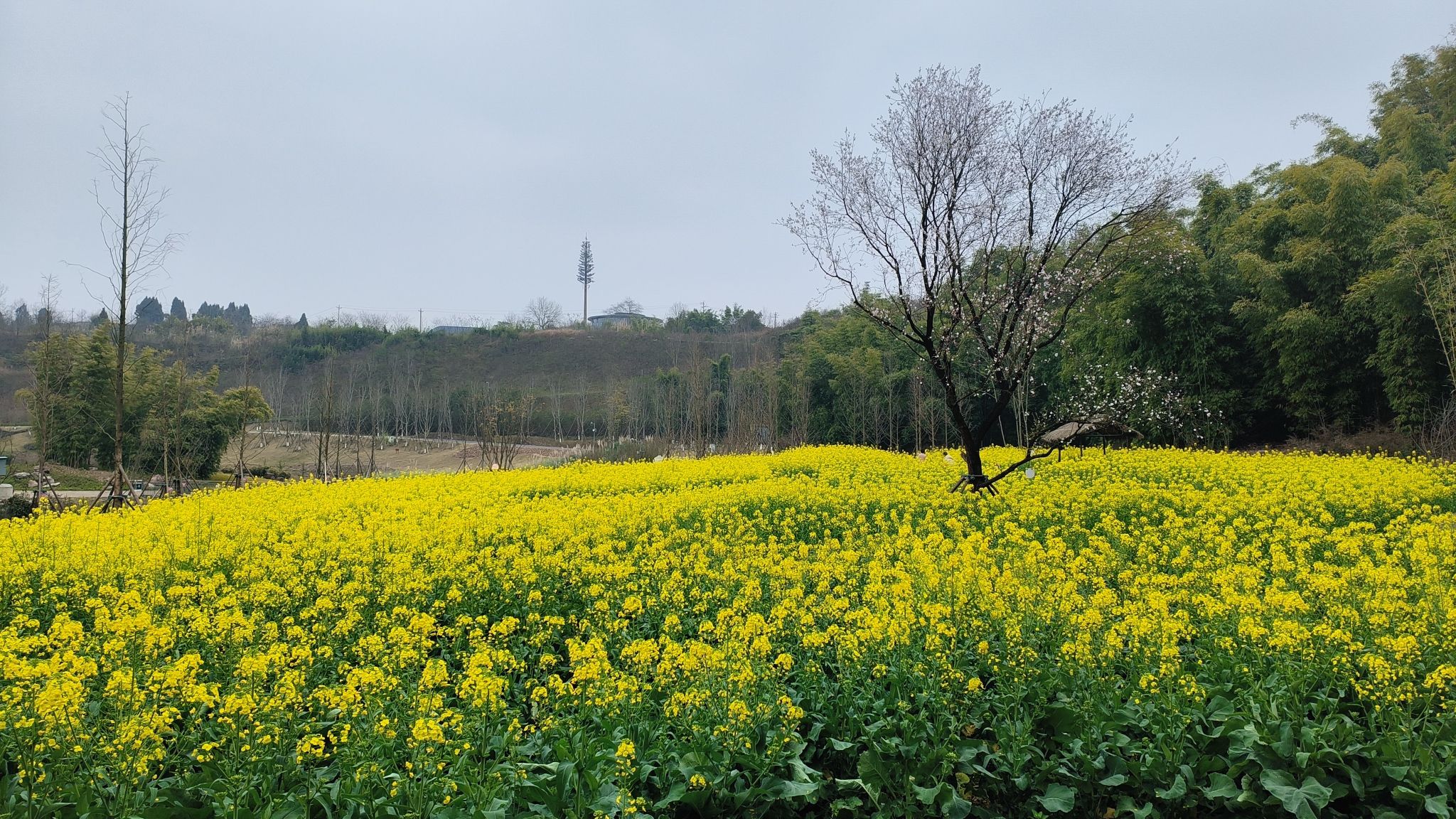 江姐故里红色教育基地旅行图片 2