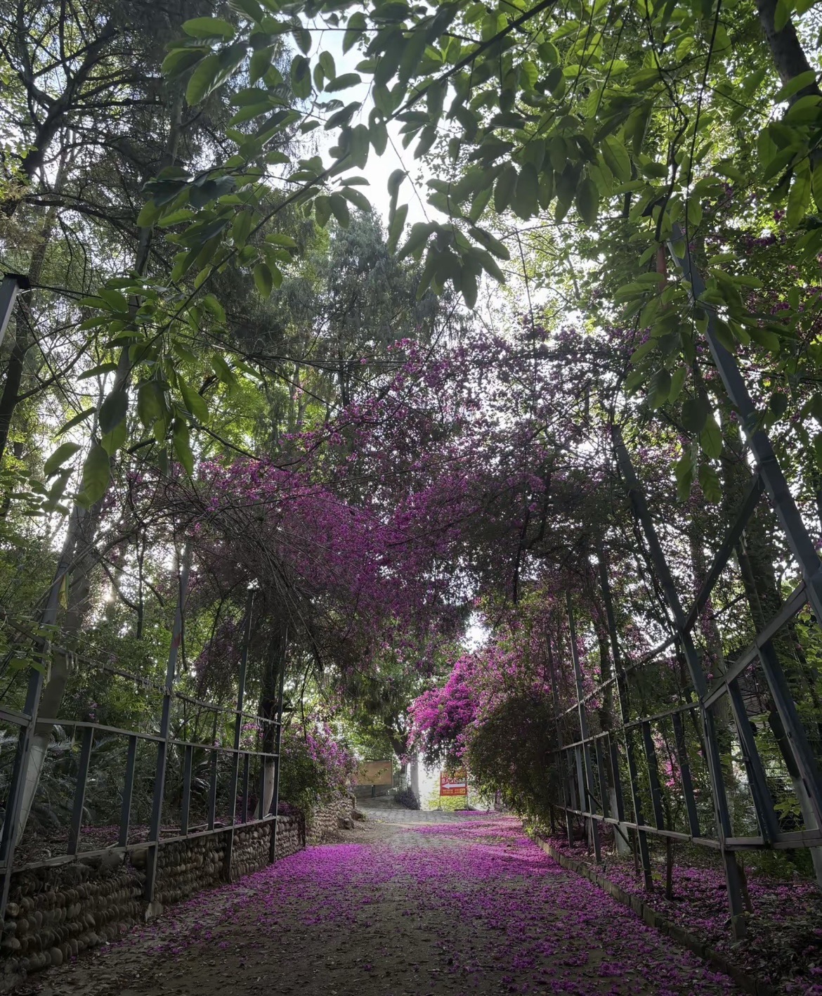 凤凰山森林公园旅行图片 3