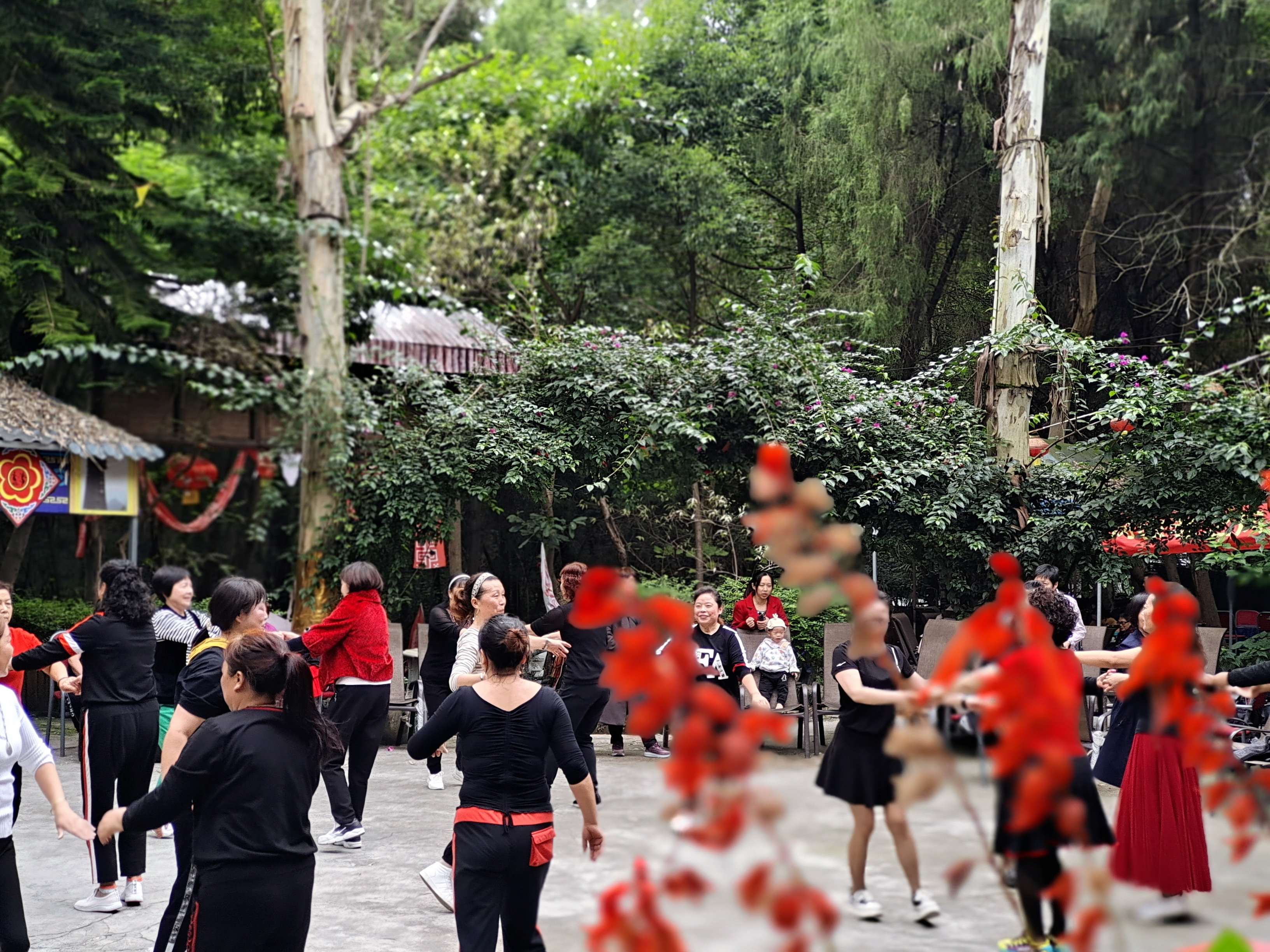 凤凰山森林公园旅行图片 3