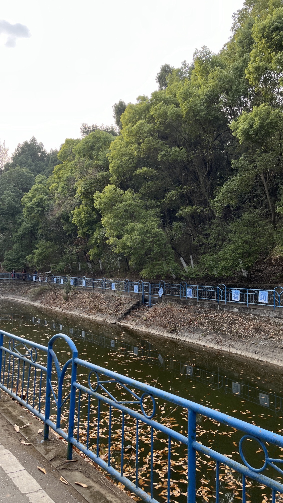 凤凰山森林公园旅行图片 2