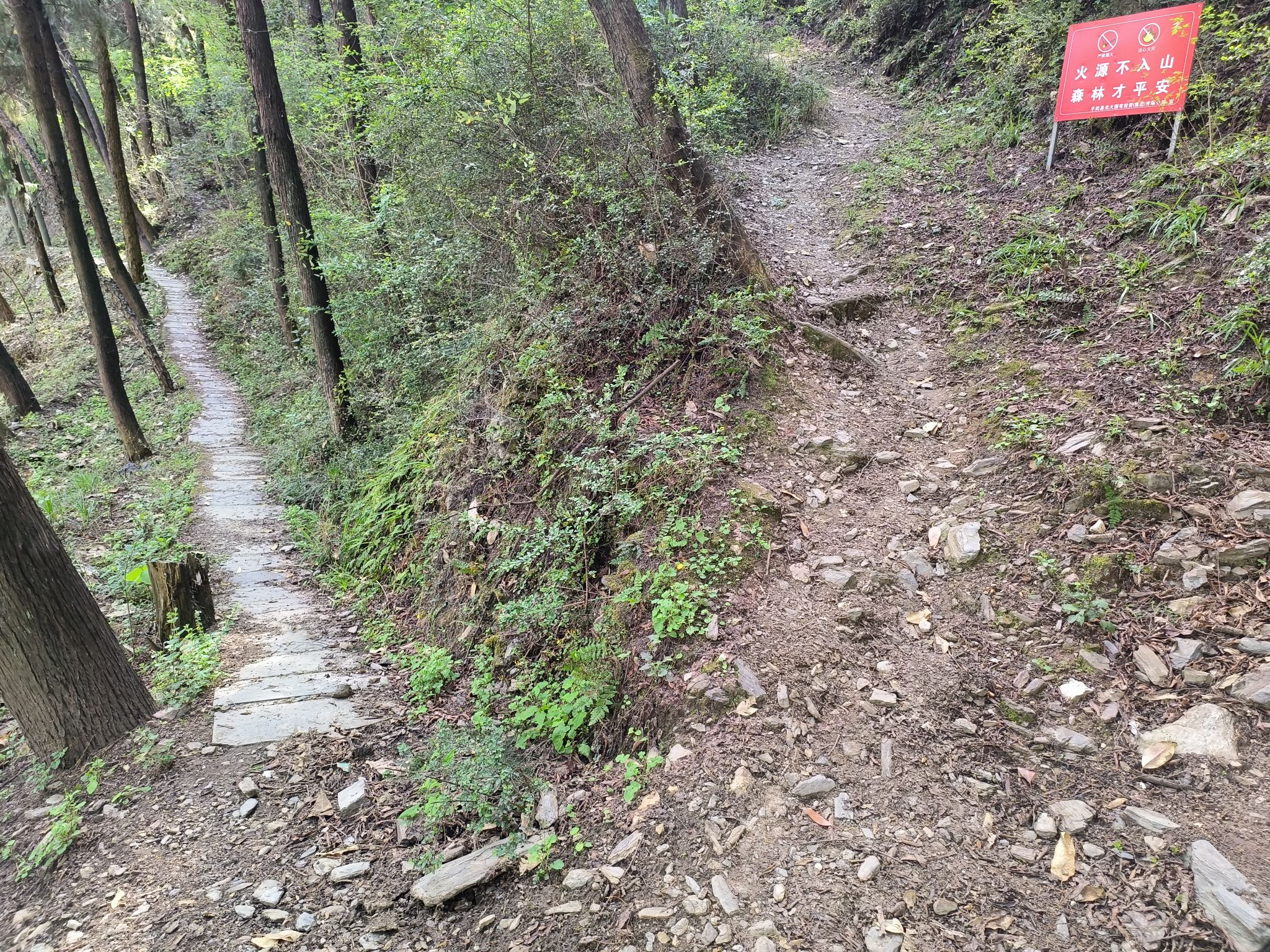 龙池坪森林公园旅行图片 3