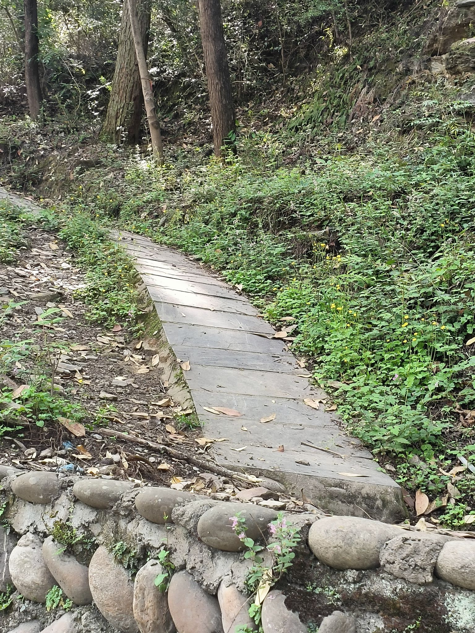 龙池坪森林公园旅行图片 2