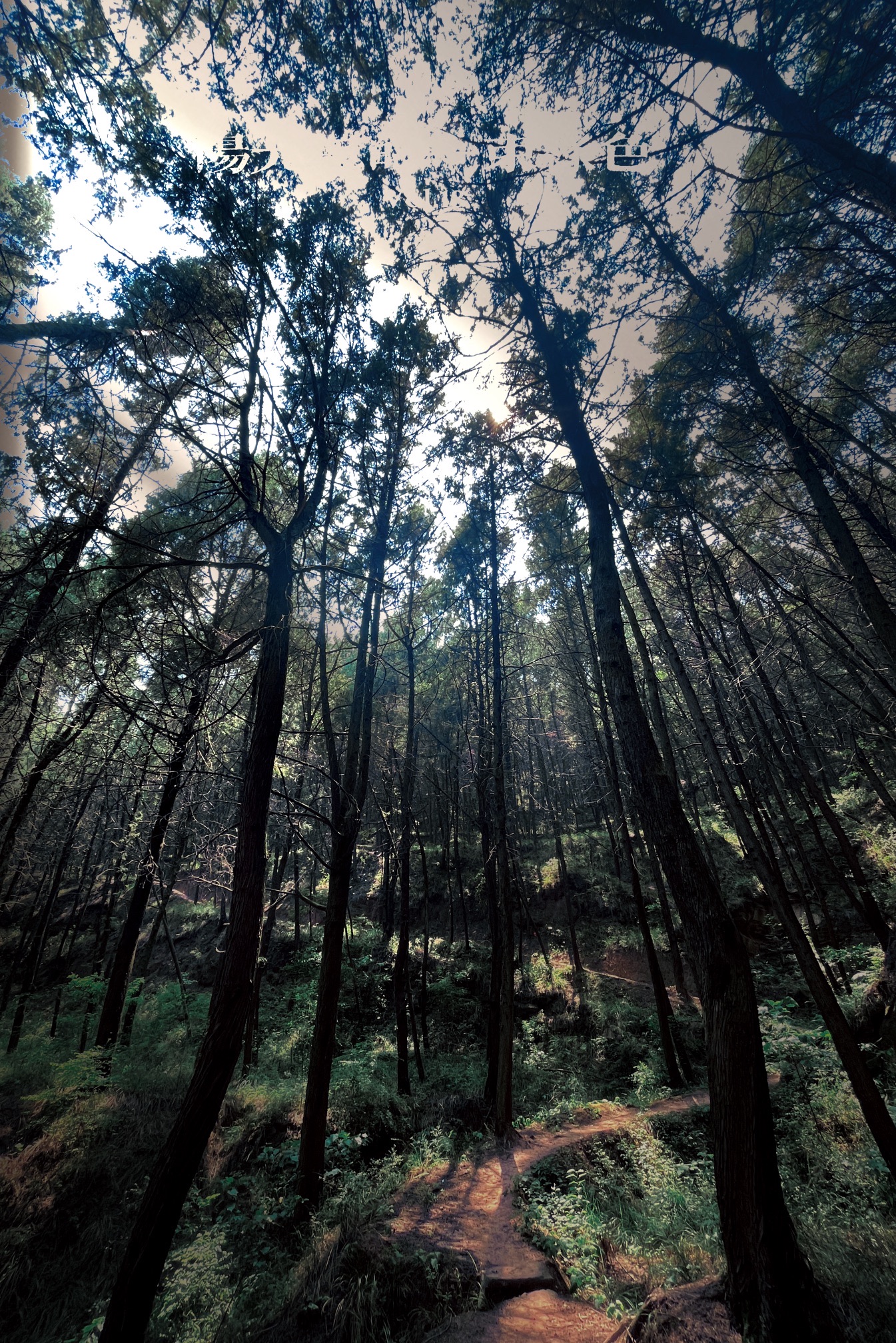 高山森林公园旅行图片 2