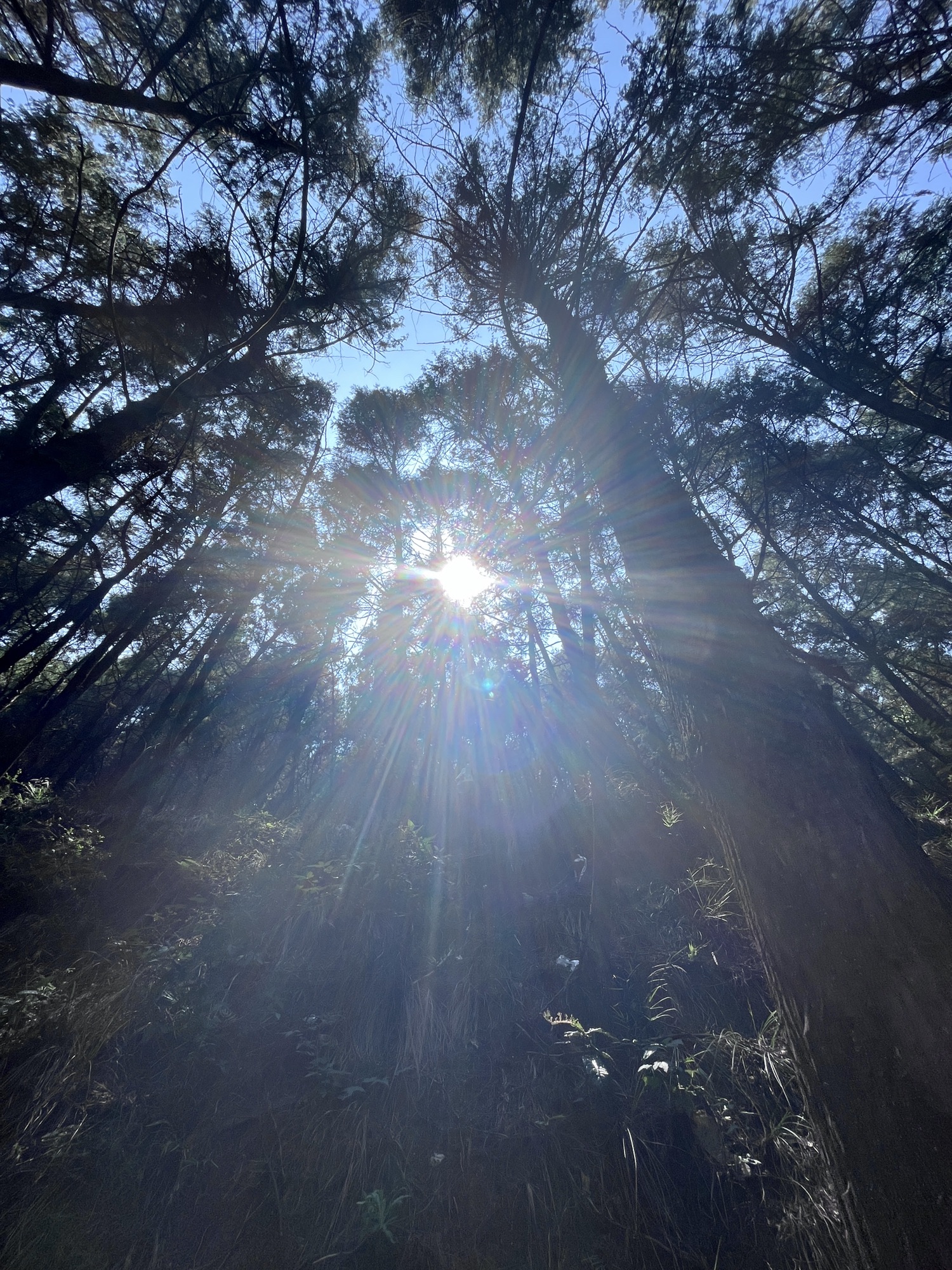 高山森林公园旅行图片 1