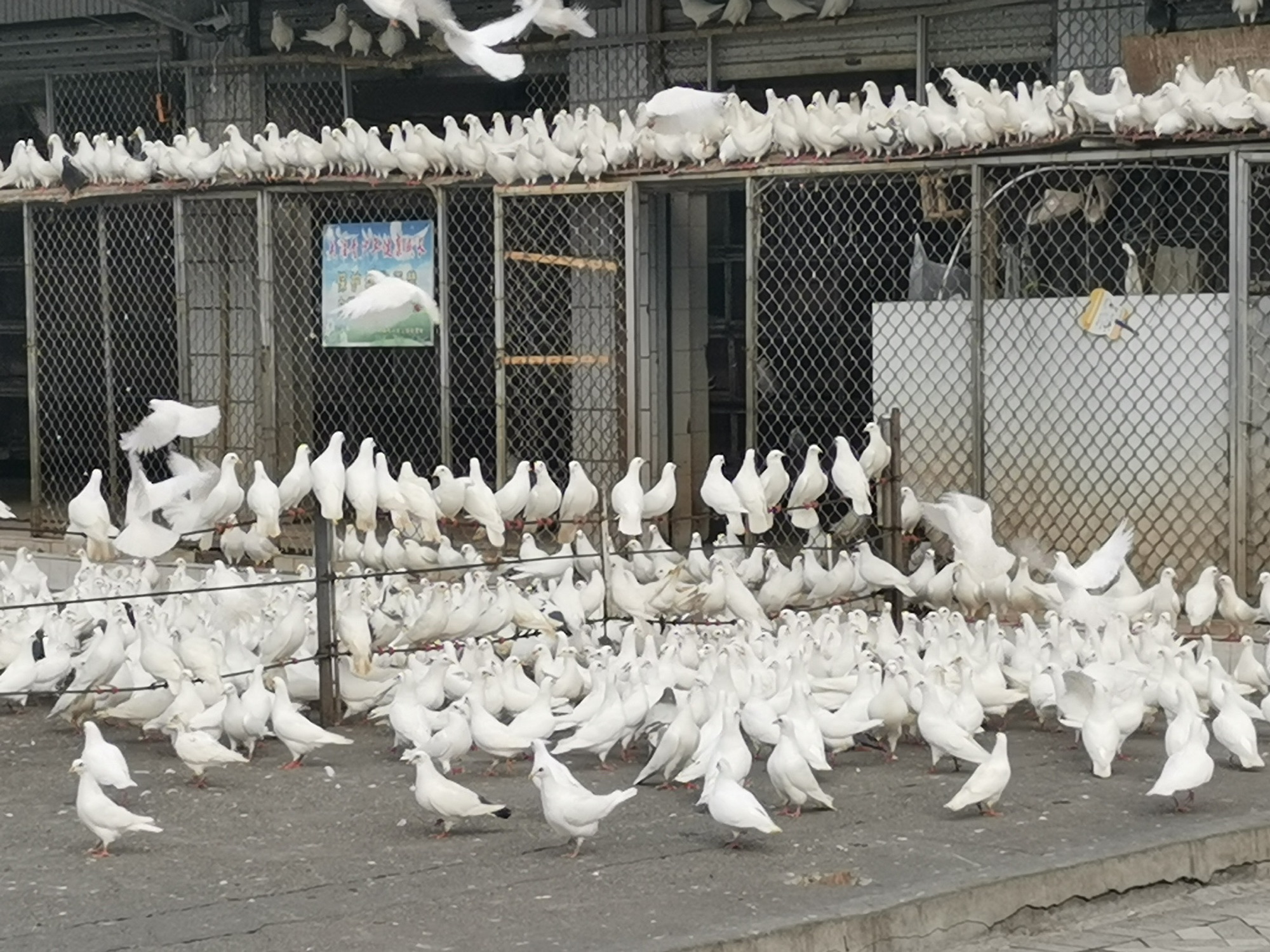 绵阳市人民公园旅行图片 2
