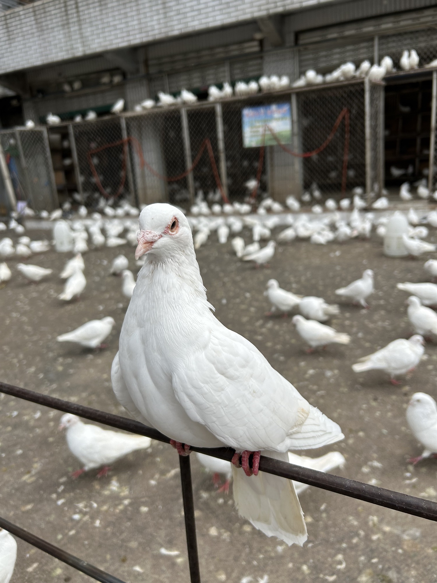 绵阳市人民公园旅行图片 3
