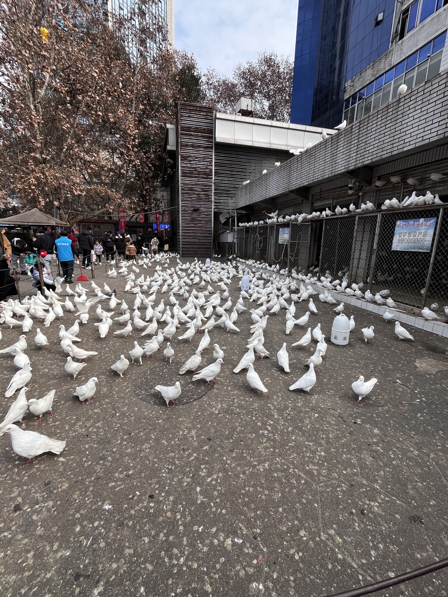 绵阳市人民公园旅行图片 1