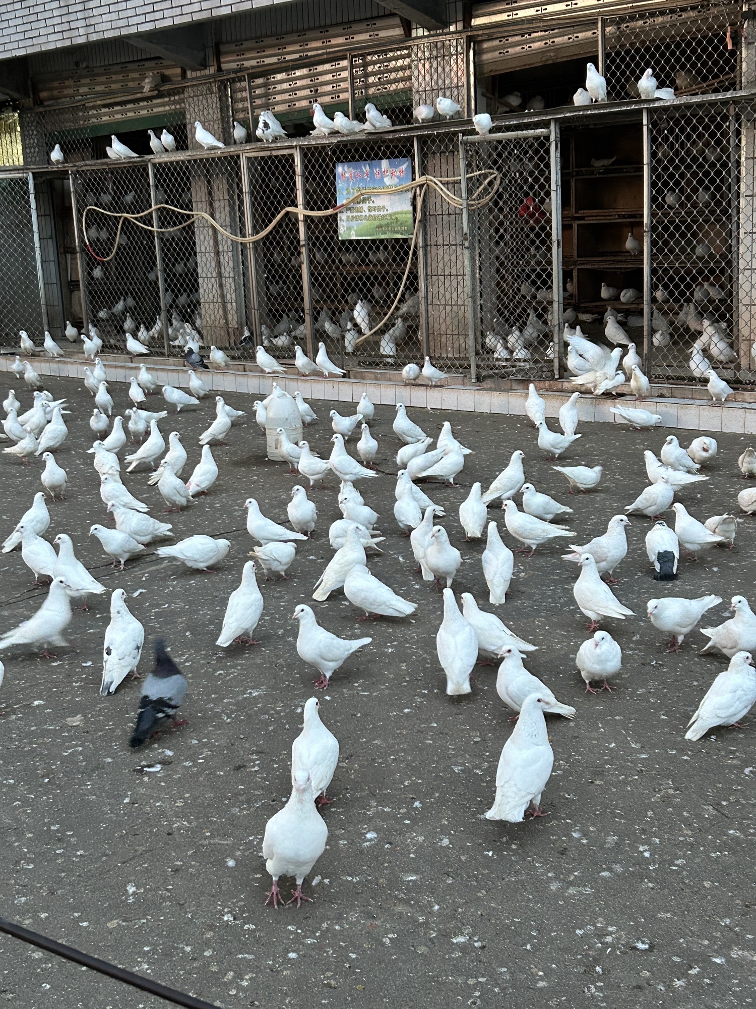绵阳市人民公园旅行图片 1
