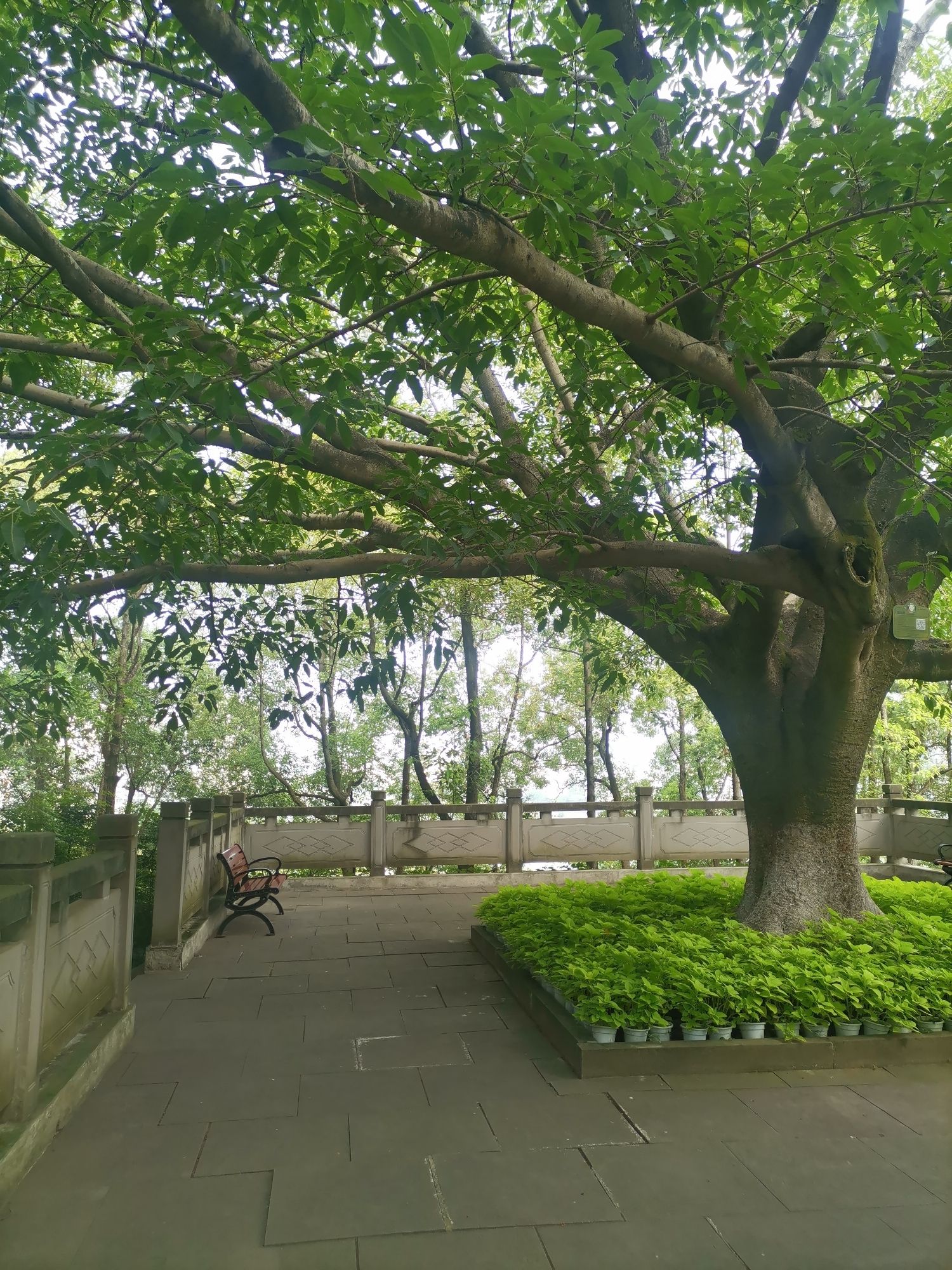 南山公园旅行图片 1