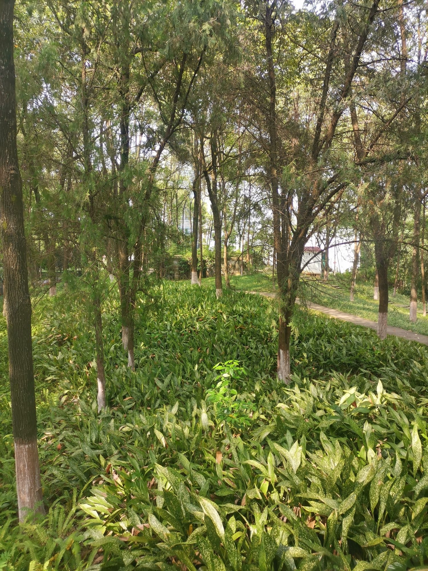 南山公园旅行图片 2
