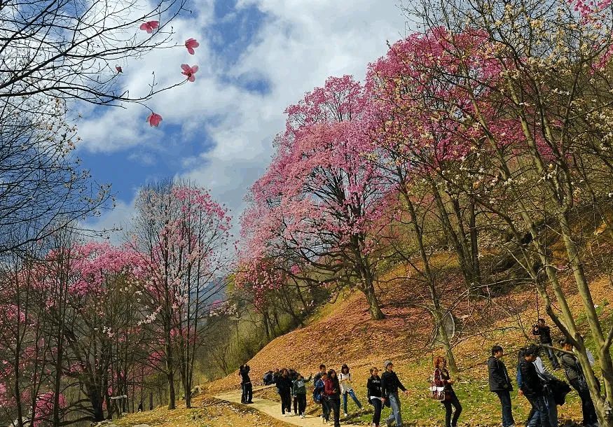 药王谷旅行图片 3