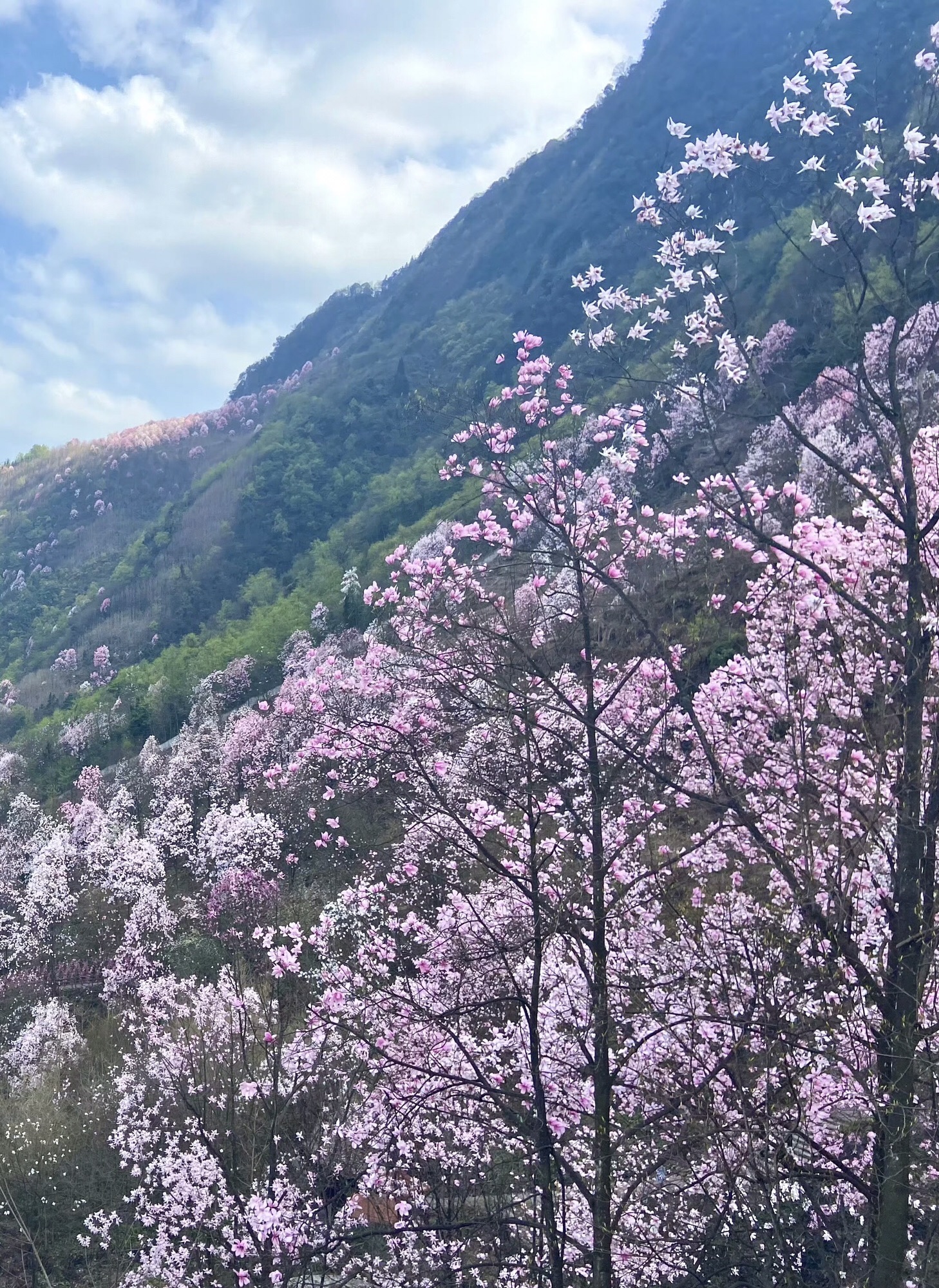 药王谷旅行图片 2